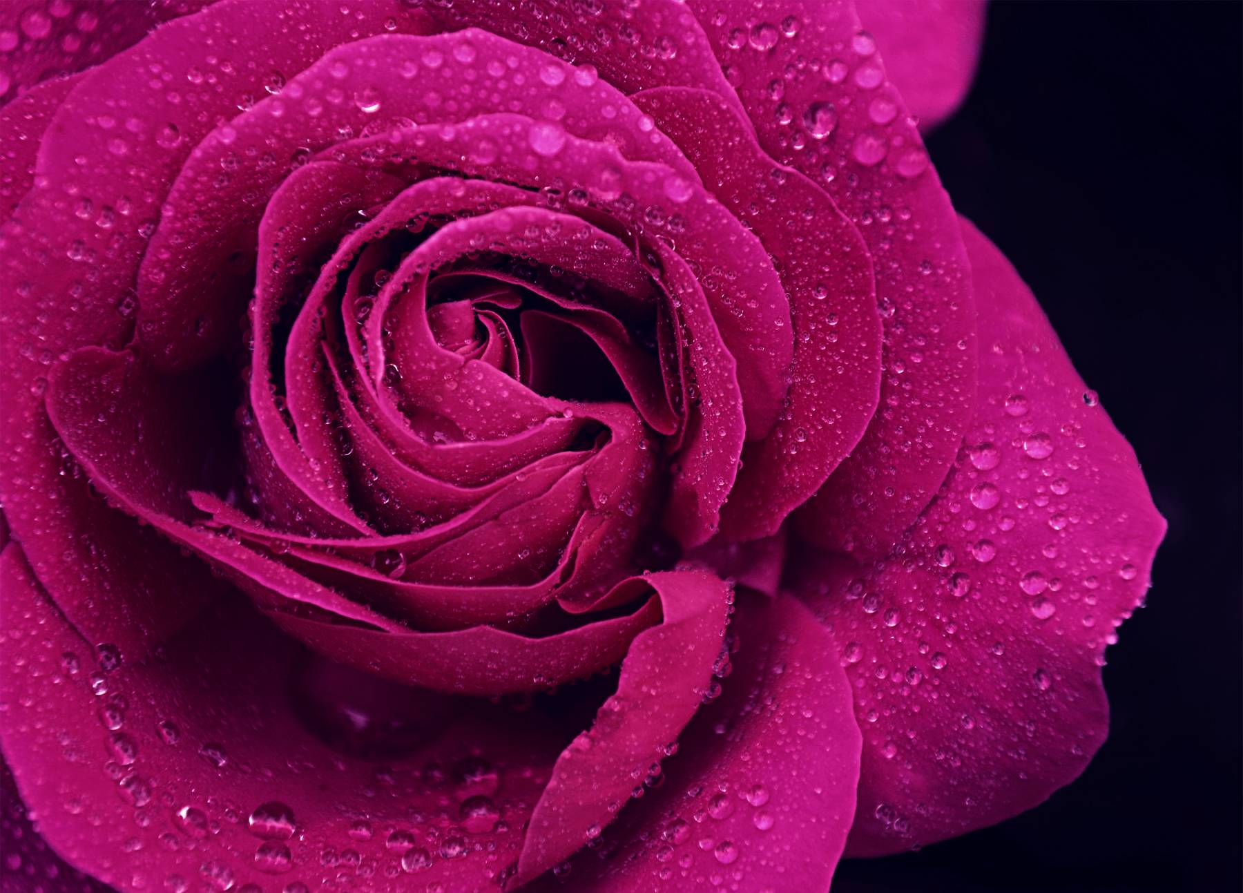 1800x1300 Purple Rose Wallpaper HD, Desktop