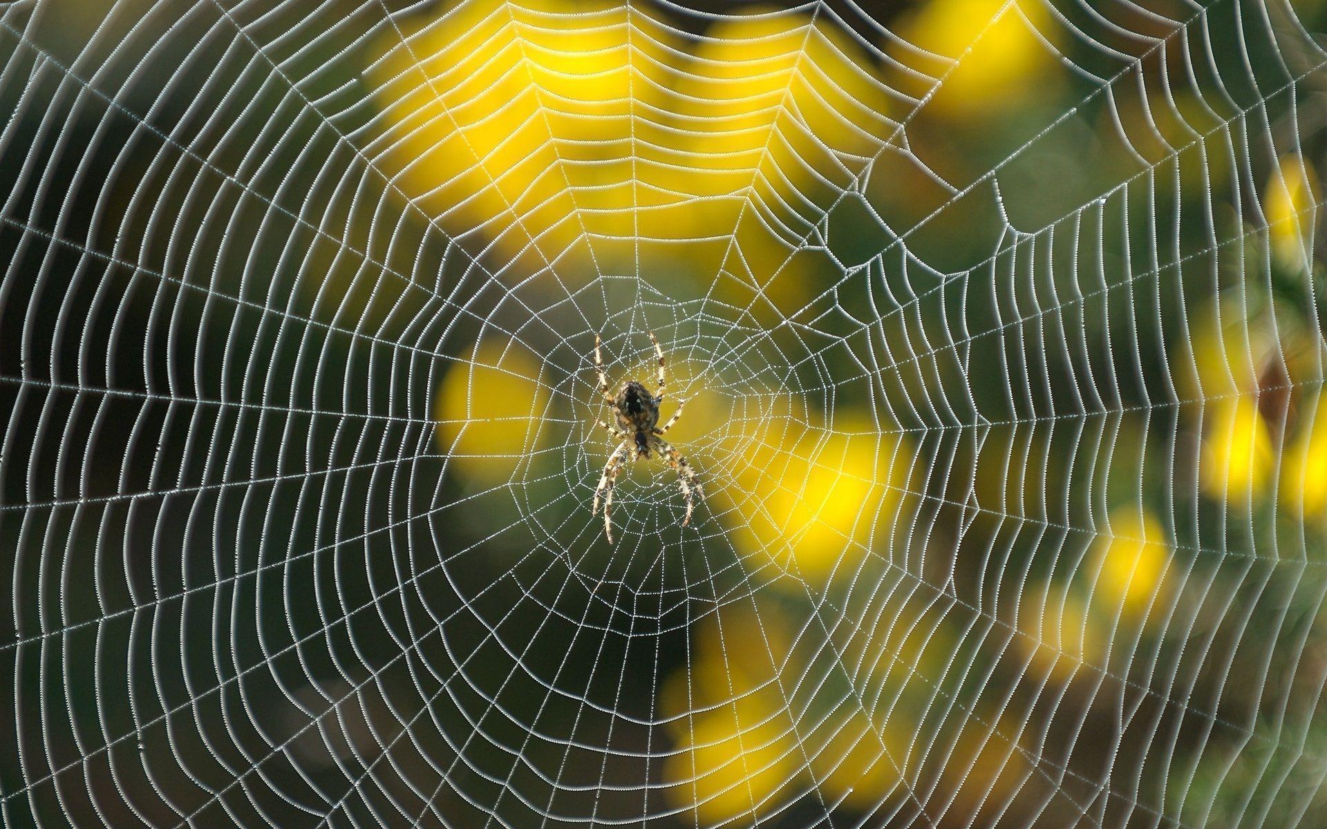 1920x1200 Animals For > Spider Web Wallpaper, Desktop