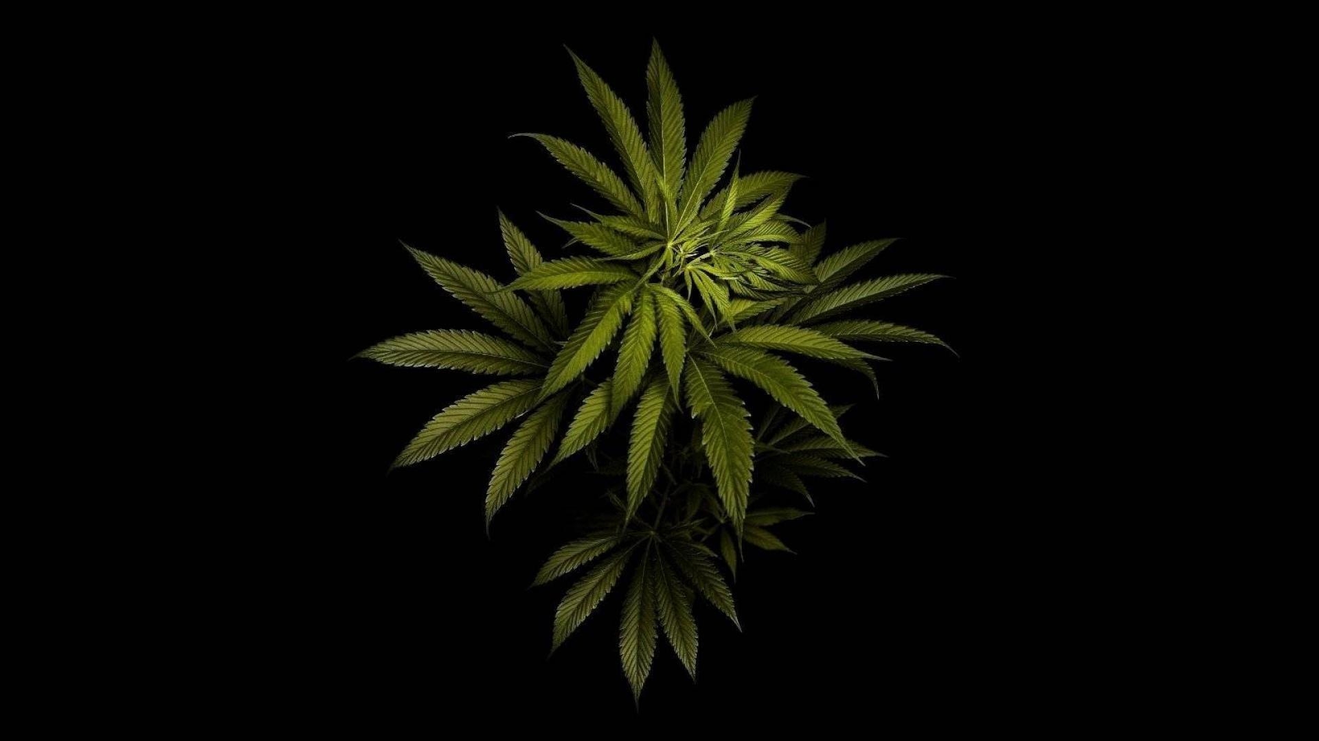 1920x1080 Leaves marijuana wallpaper, Desktop