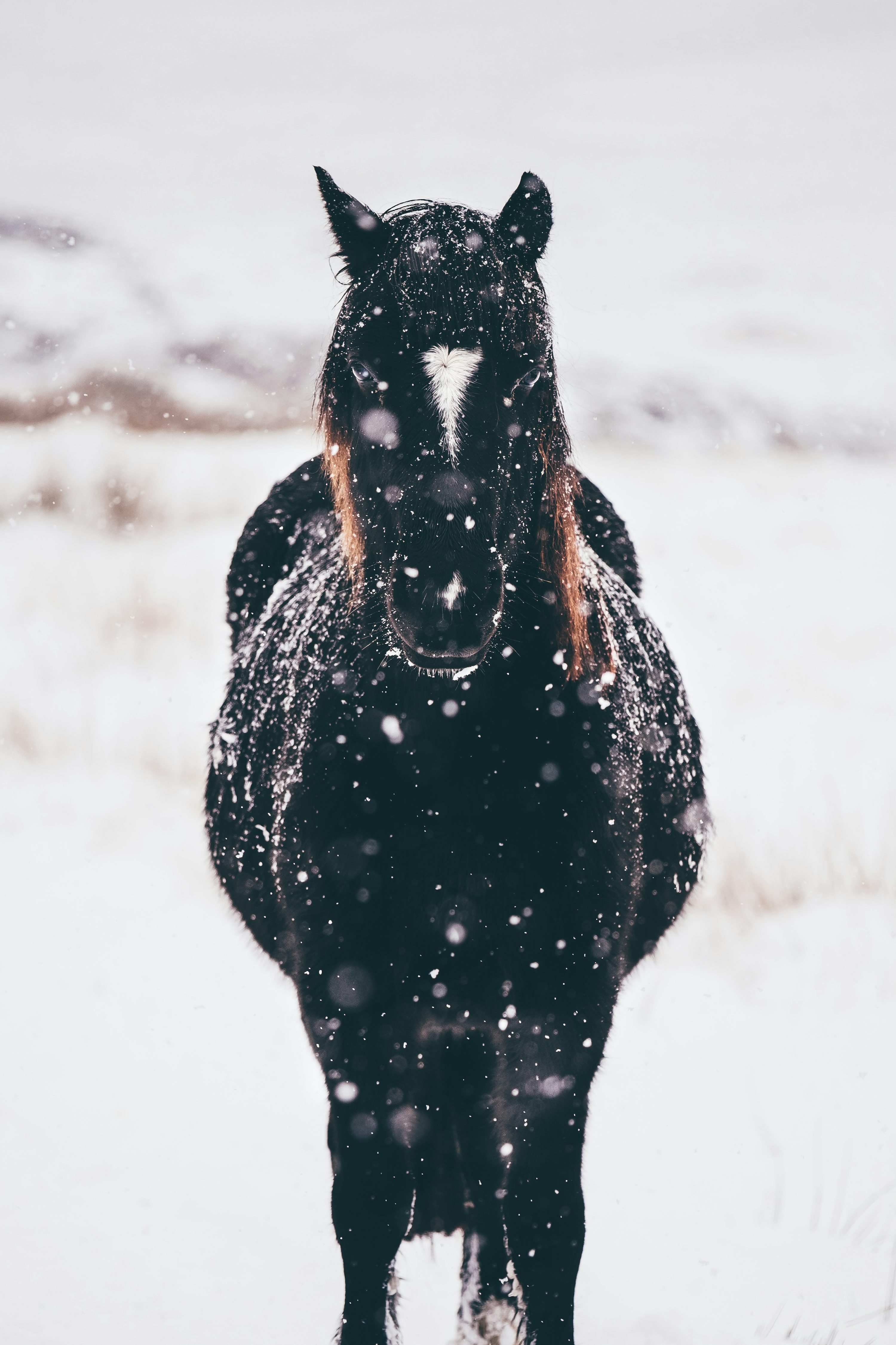 3000x4500 Black Horse Picture HD, Phone