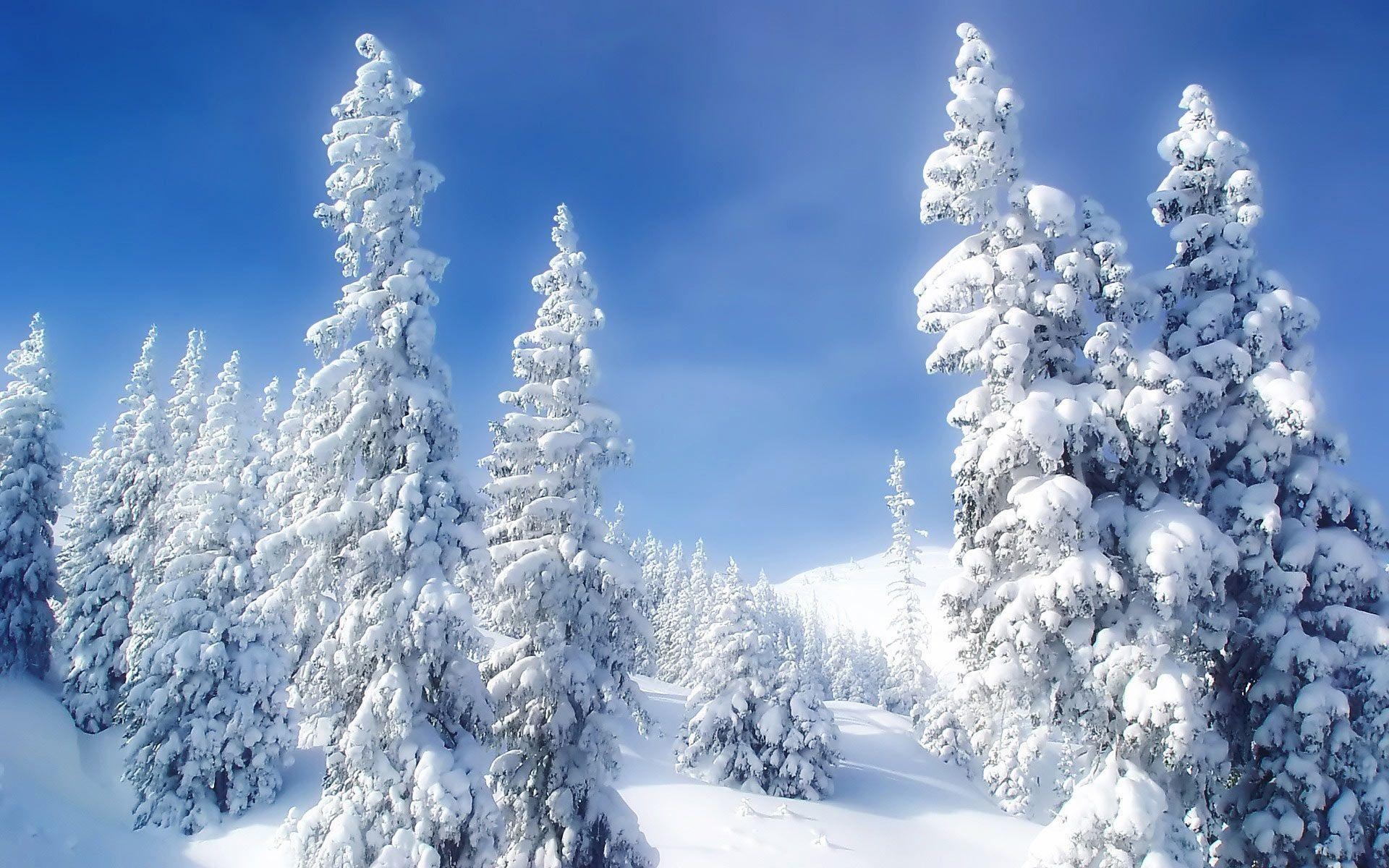 1920x1200 Snowy Forest Background, Desktop