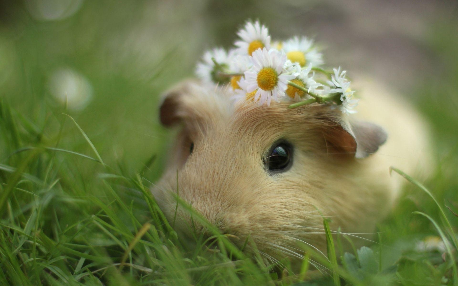 1920x1200 General Guinea Pig Desktop Wallpaper, Desktop