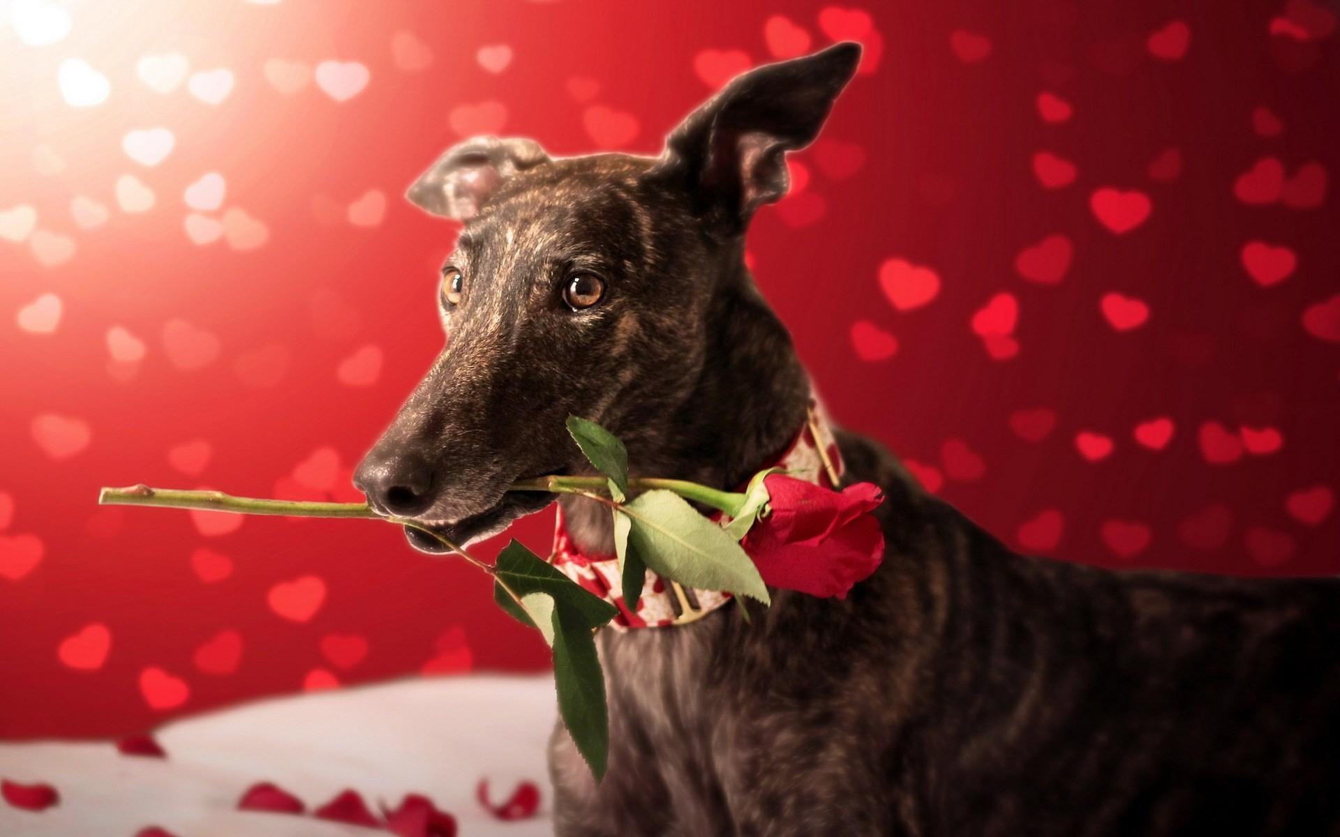 1920x1200 Valentines Day Dog Wallpaper, Desktop