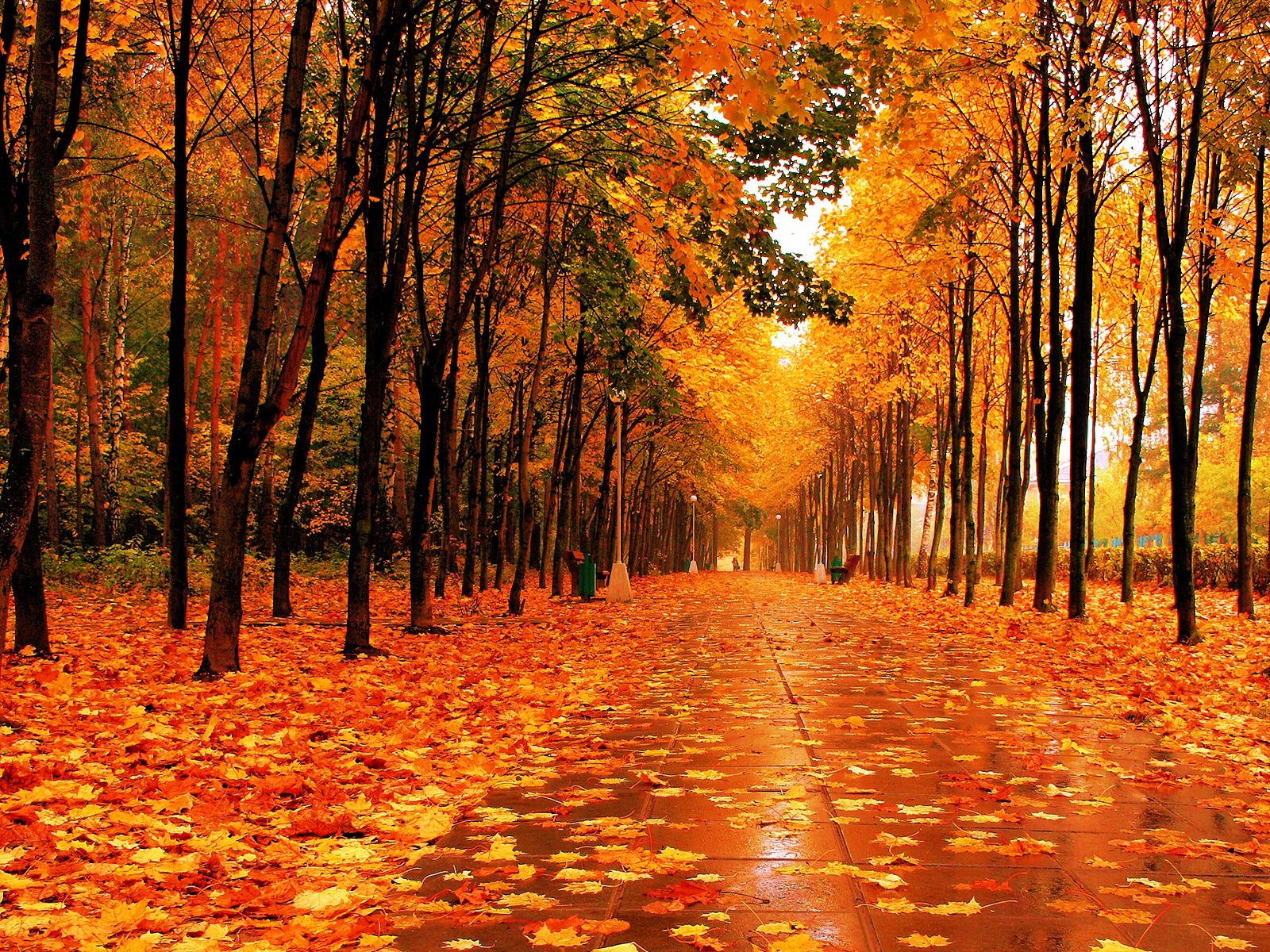 1600x1200 Theres Something About Fall, Desktop