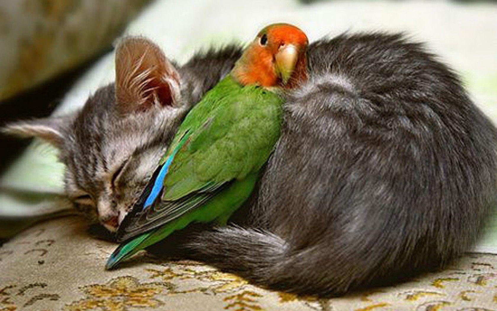 1680x1050 Lovebirds Photos, Desktop