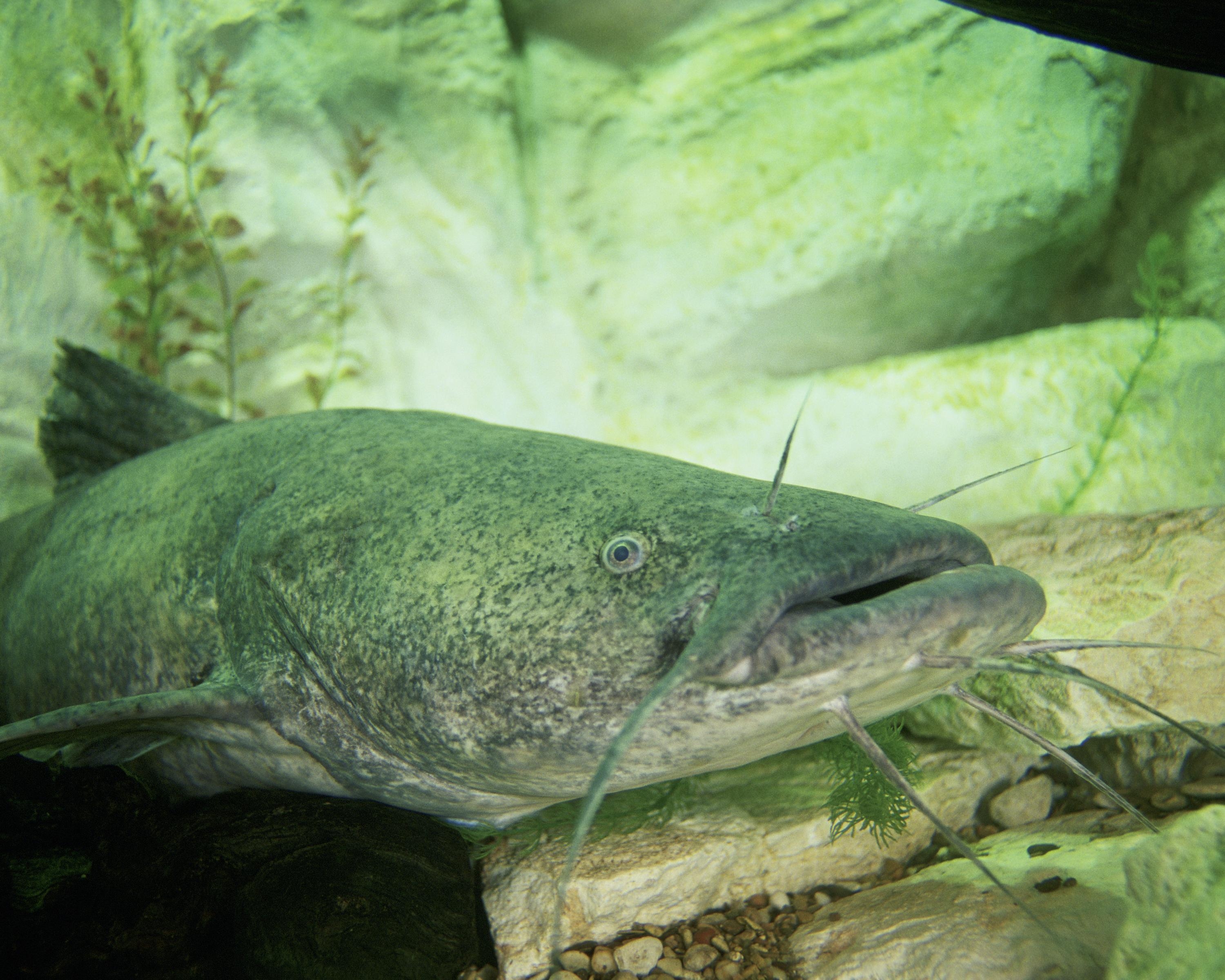 3000x2400 Flathead catfish, Desktop