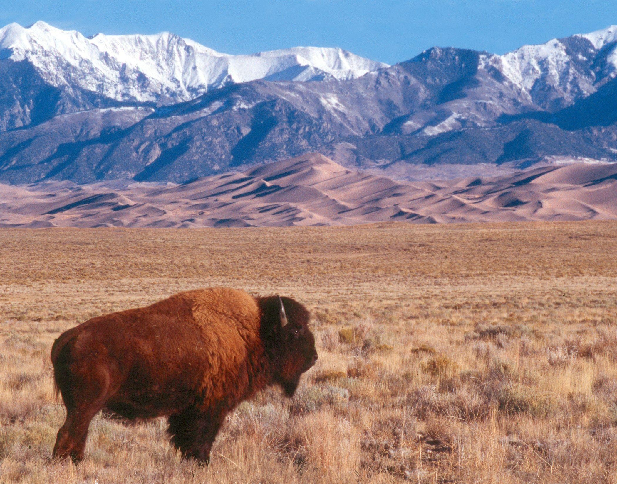 2100x1650 Buffalo.near Great Sand Dunes National Park Sangre, Desktop