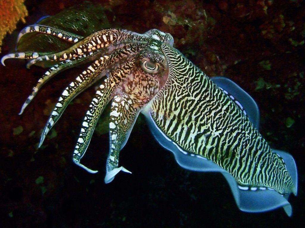 1030x770 Cuttlefish HD Wallpaper. HD Wallpaper 360, Desktop