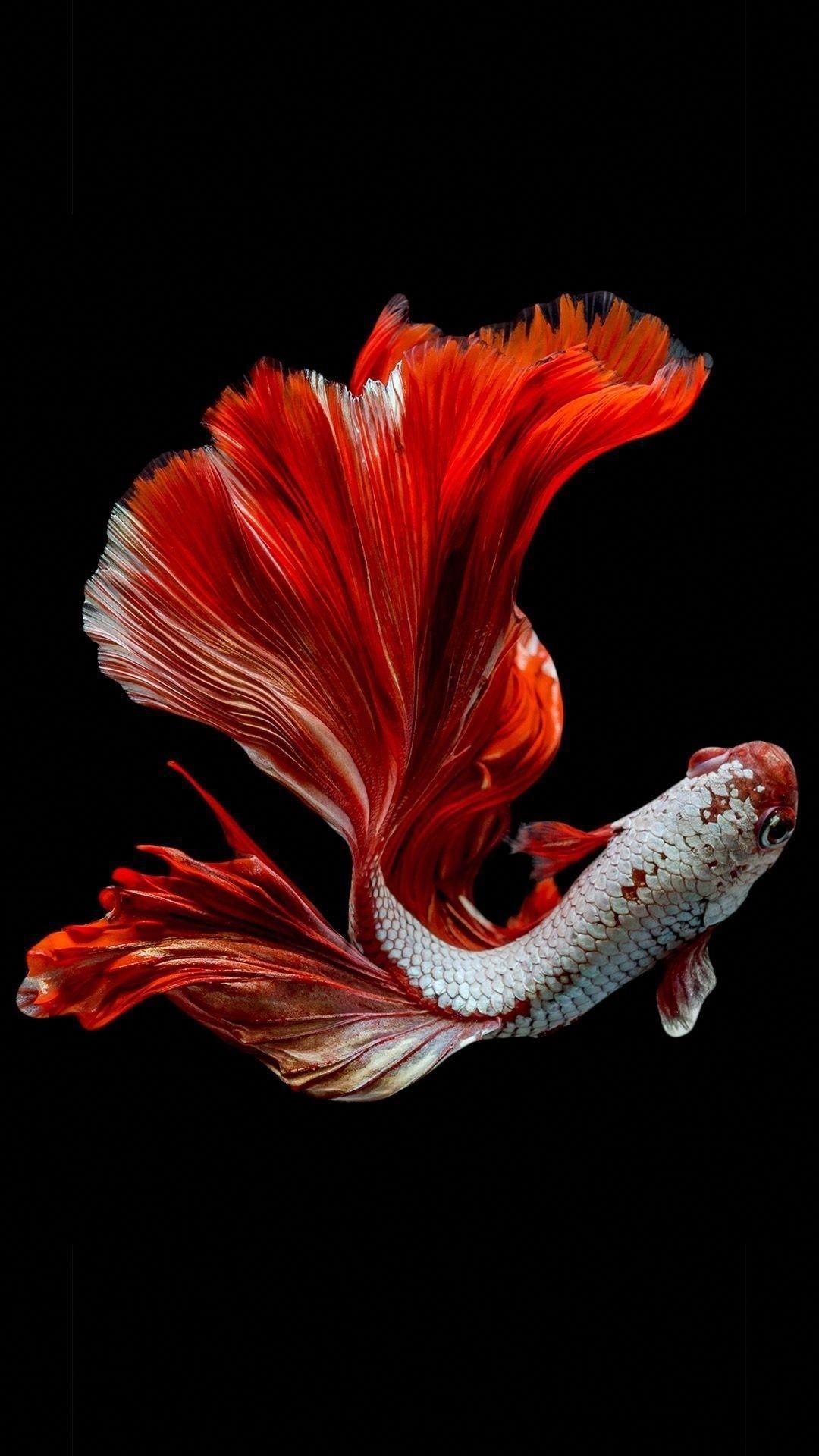 1080x1920 Koi Fish iPhone Wallpaper, Phone