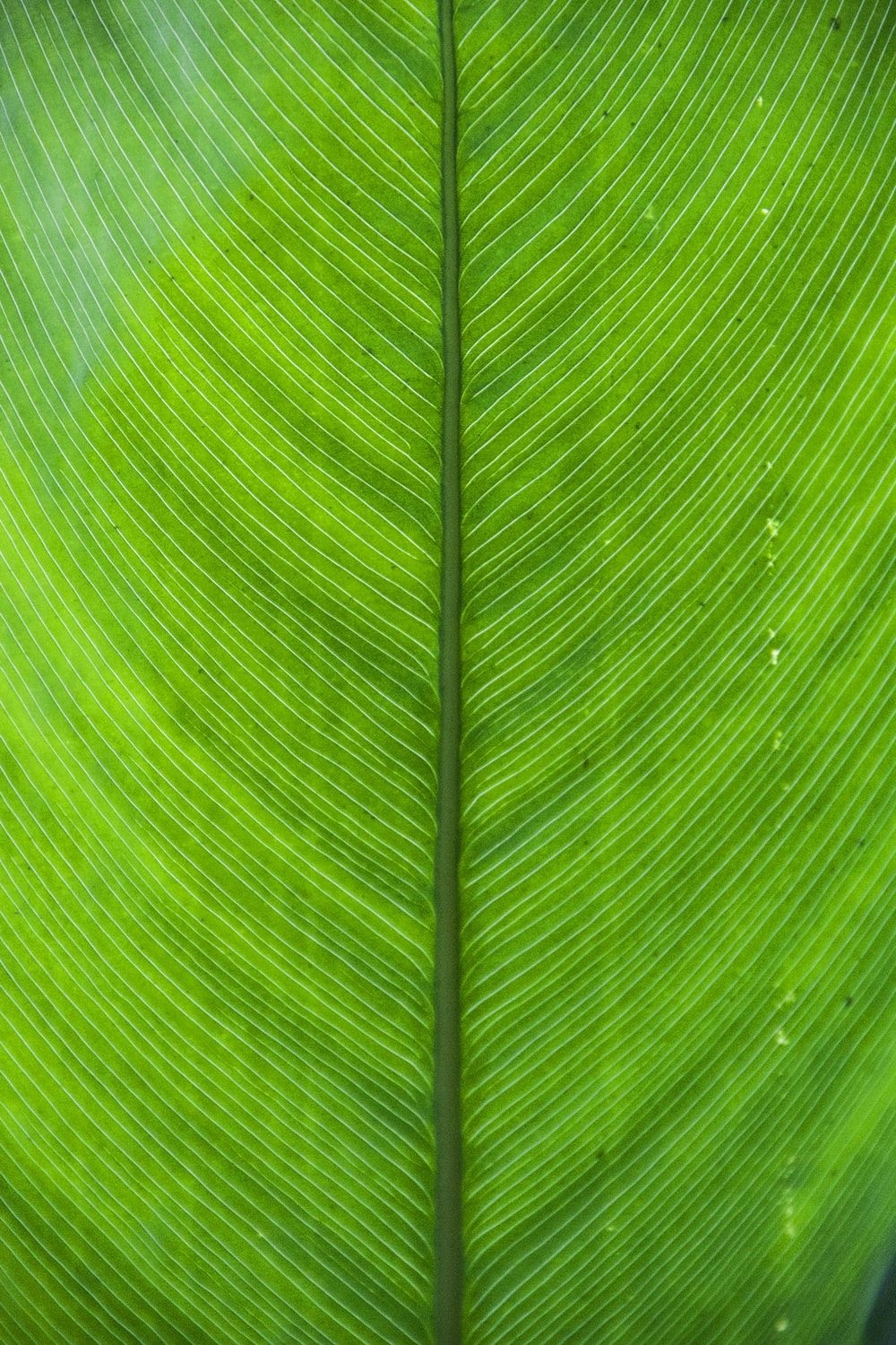 1000x1500 Green Wallpaper: Free HD Download [HQ], Phone