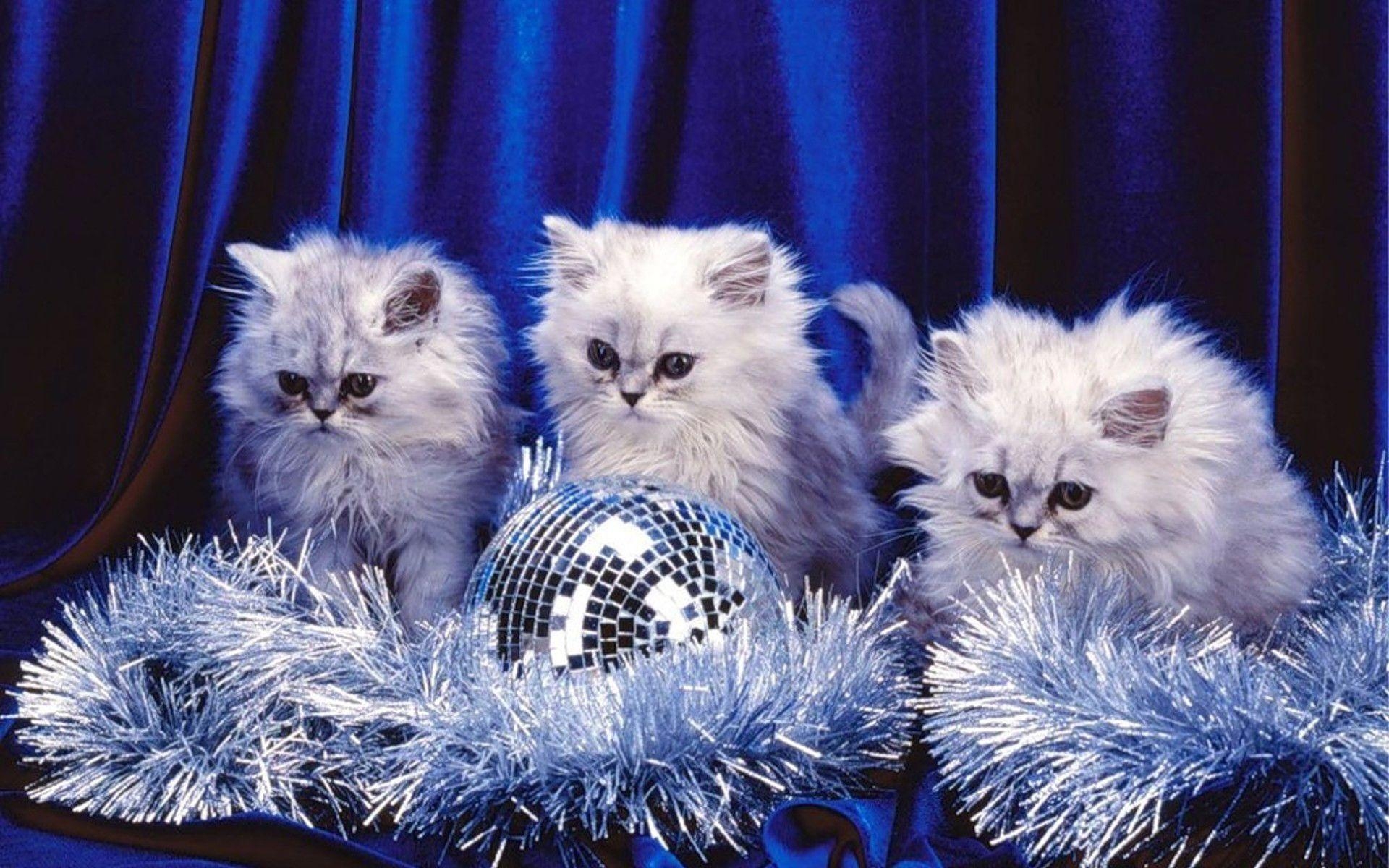 1920x1200 Three Kittens Christmas Wallpaper. Photo Galleries and Wallpaper, Desktop