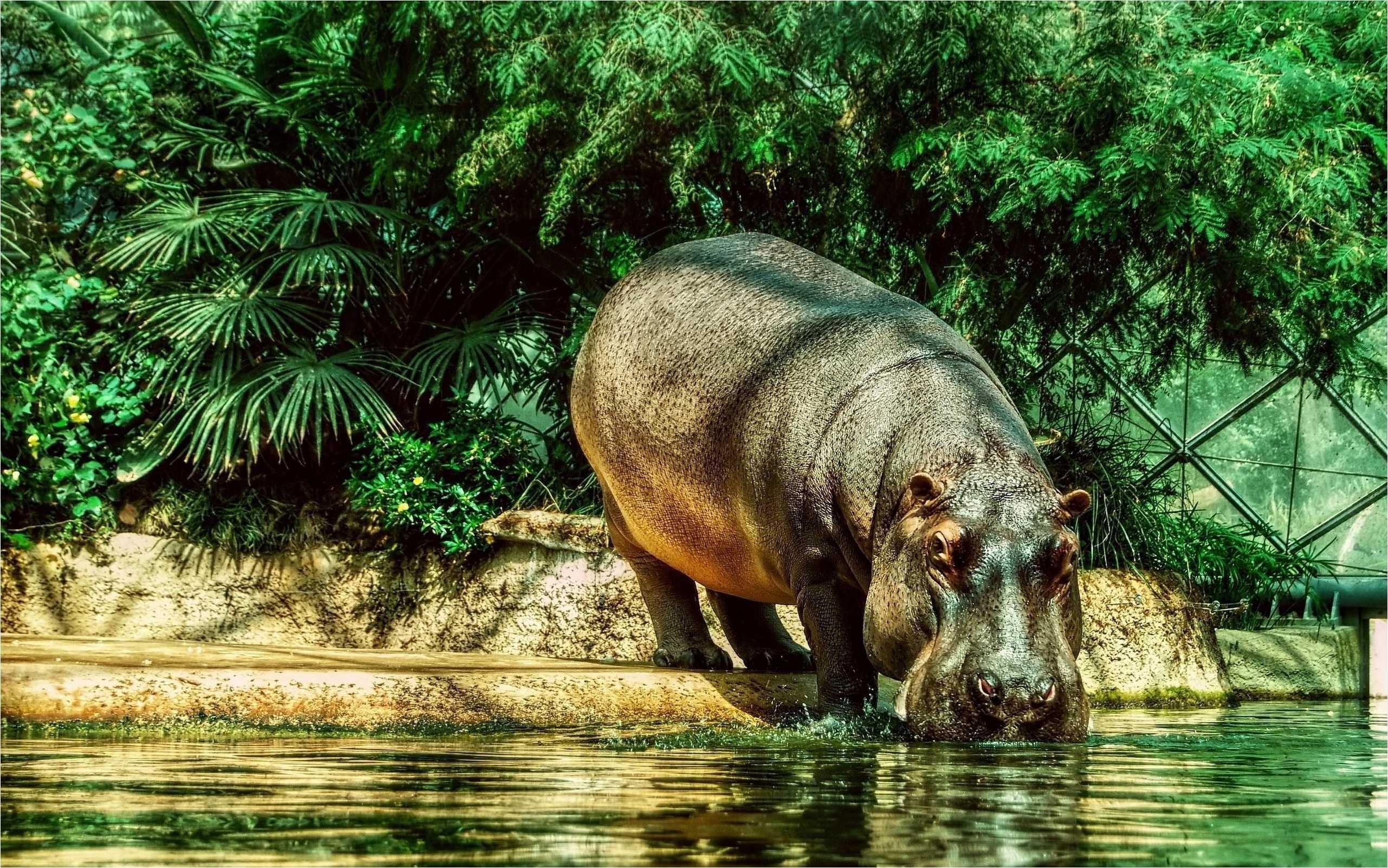 2570x1610 Hippo Wallpaper , free download, (62), Desktop