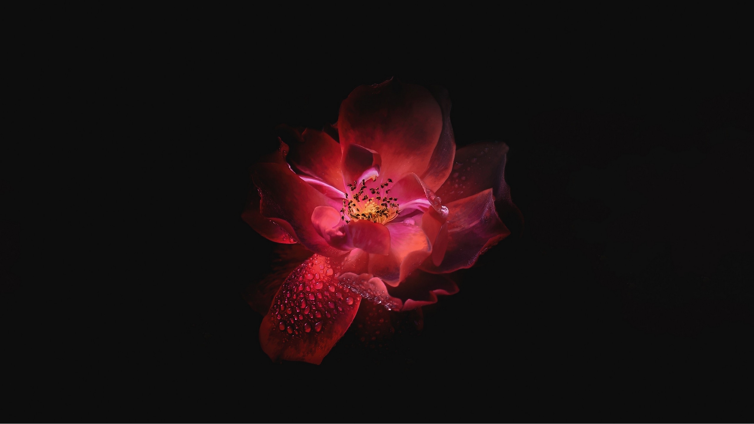 2560x1440 Wallpaper / dark, oled, flowers, hd, 4k, 5k, petal free download, Desktop