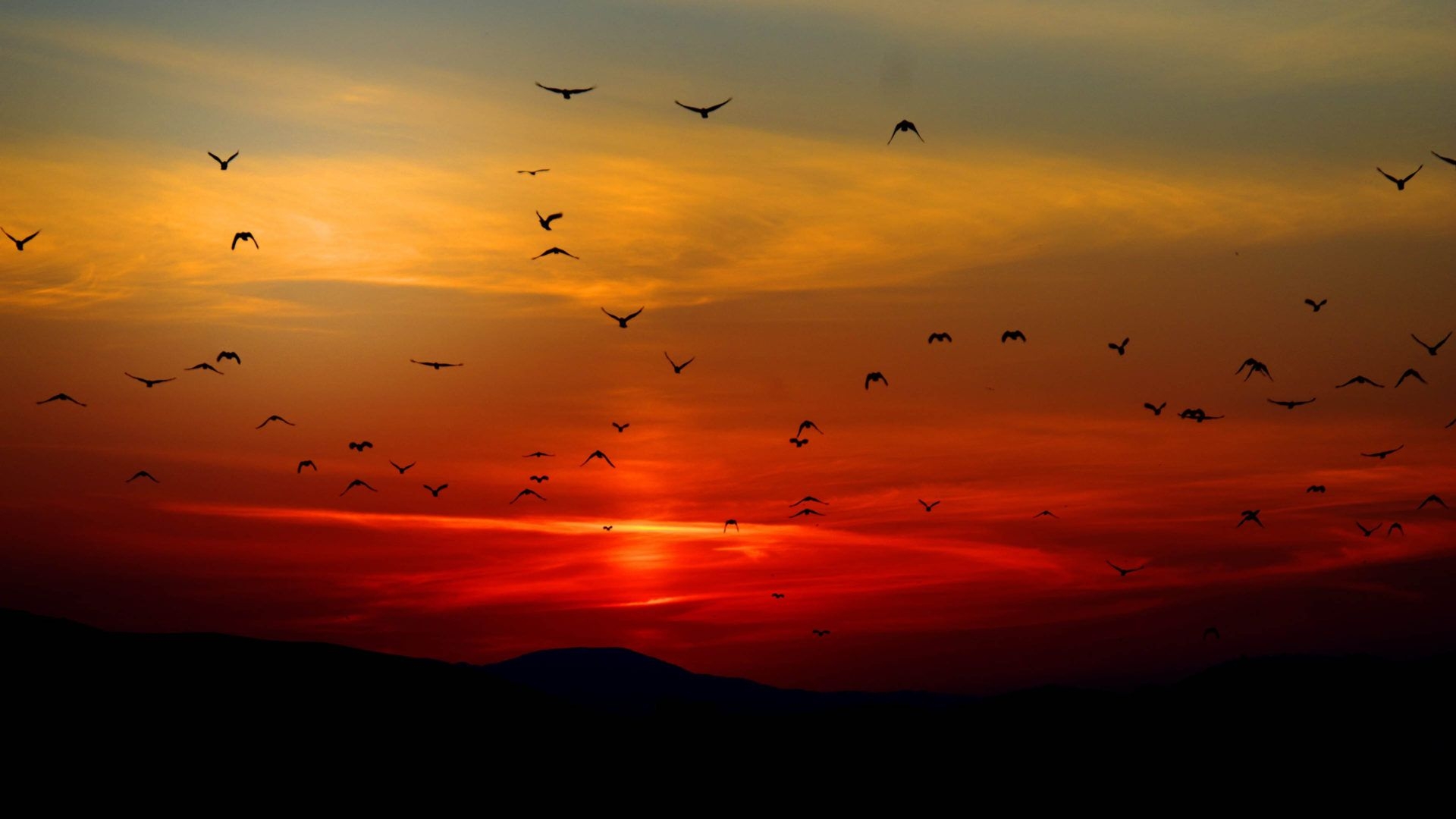 1920x1080 Sunset Twilight Red Sky Flying A Flock Birds 4k Ultra HD Wallpaper, Desktop