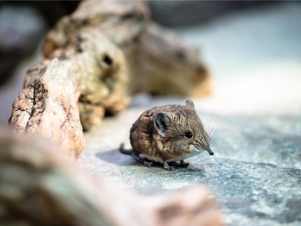 1030x770 Living Fossil: Elephant Shrew. Science 2.0, Desktop