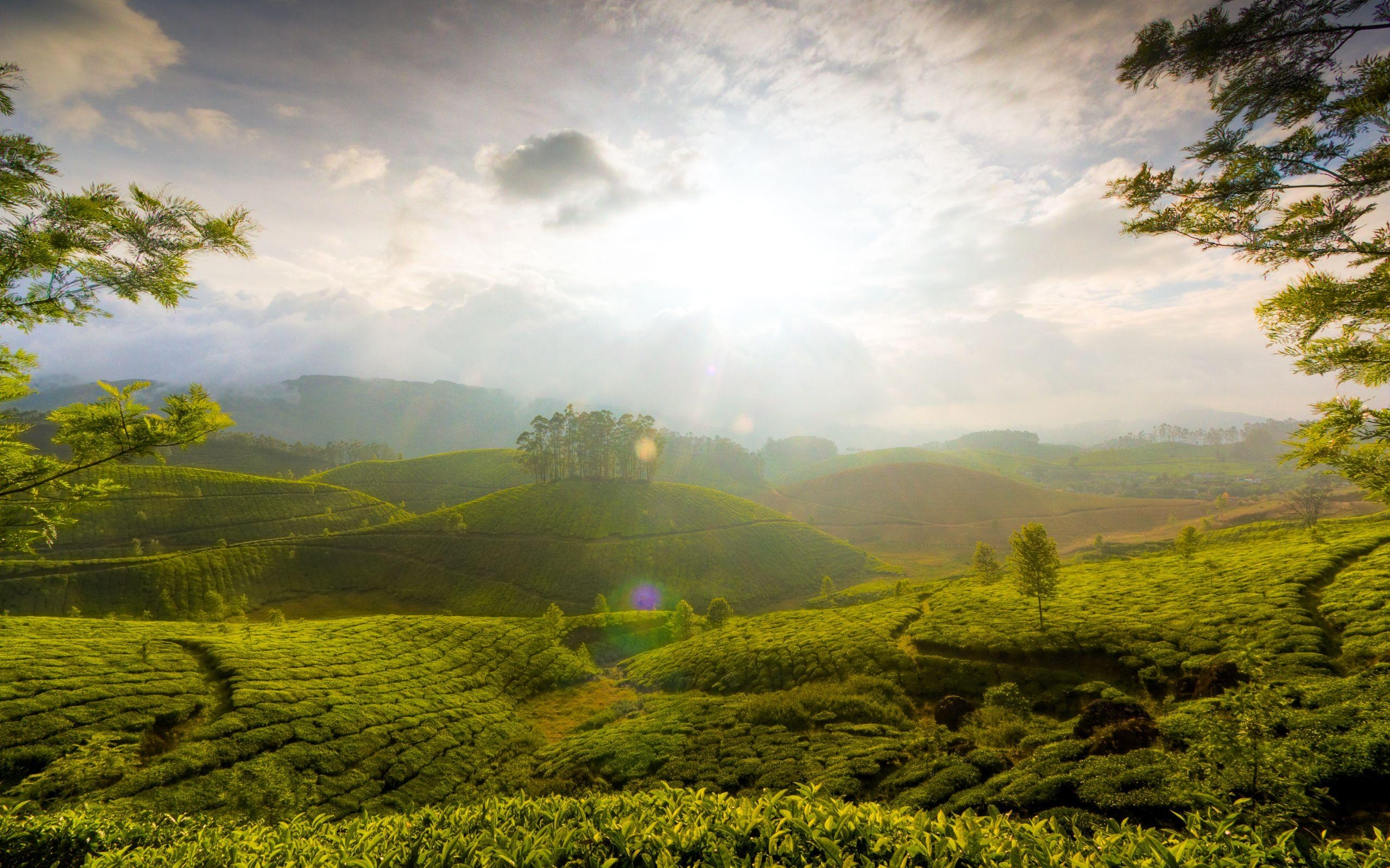 2560x1600 Munnar Hills Kerala India Wallpaper, Desktop