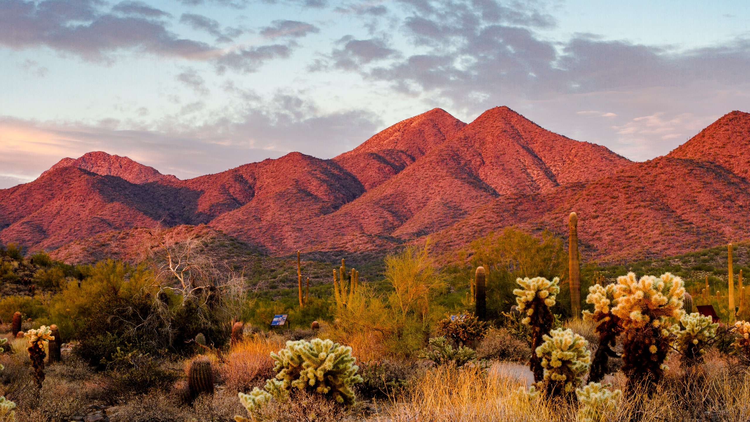 2560x1440 A Design Lover's Guide to Scottsdale, Arizona—Frank Lloyd Wright's Favorite Desert Town, Desktop