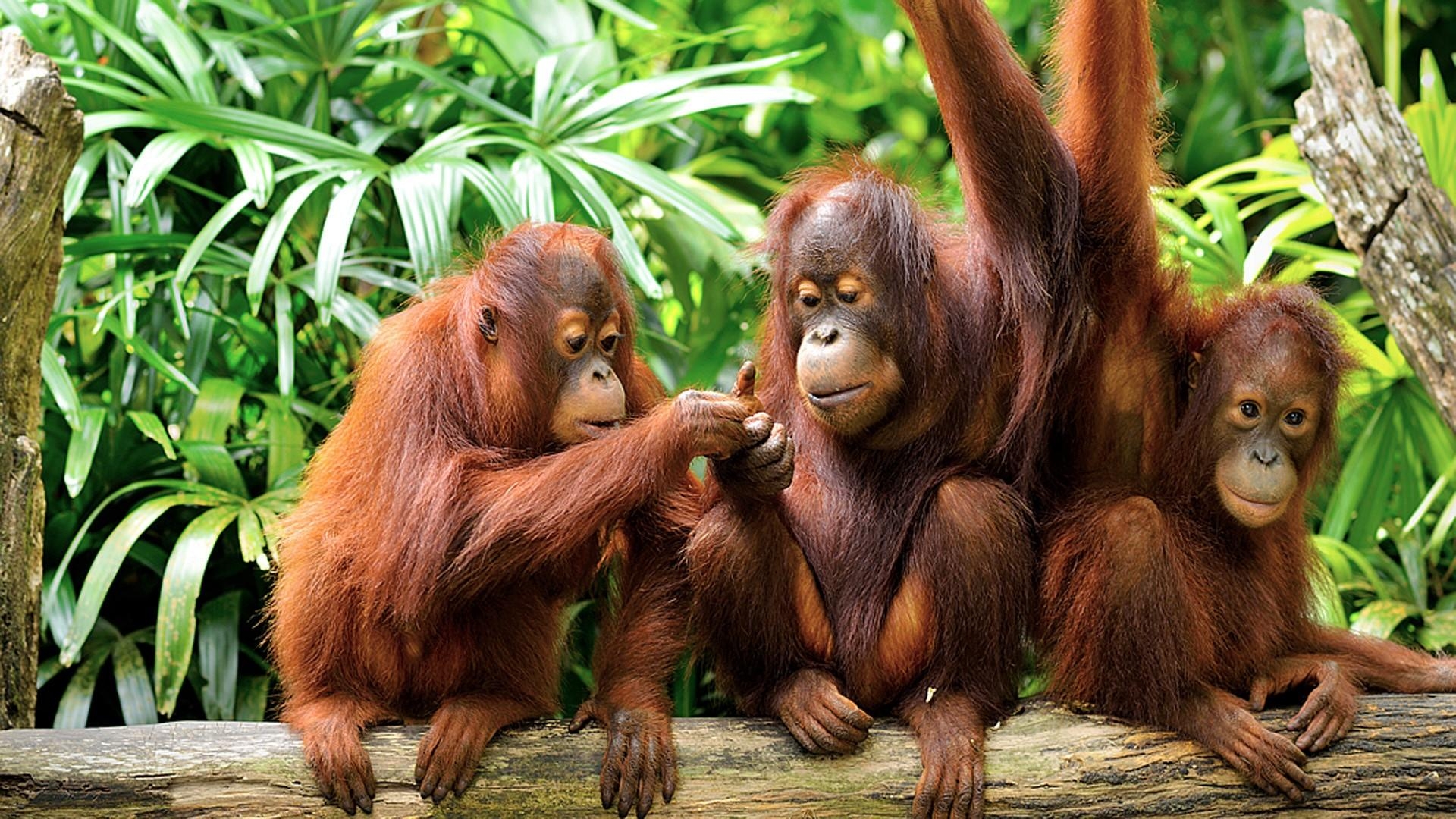 1920x1080 Cute Orangutans HD Wallpaper, Desktop