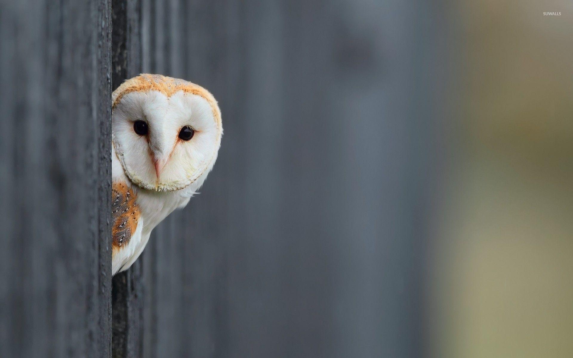 1920x1200 Barn Owl hiding behind the wooden fence wallpaper, Desktop