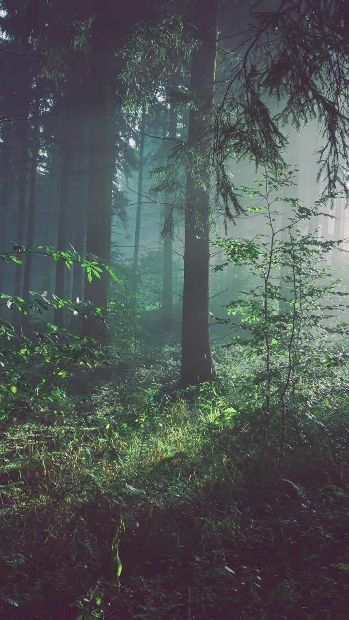 720x1280 wallpaper. Background phone wallpaper, Forest wallpaper, Phone background, Phone