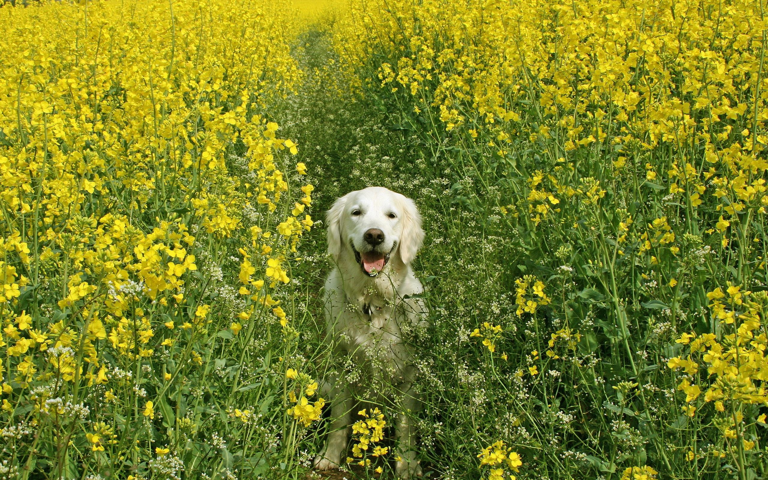 2560x1600 Spring Wallpaper with Dogs, Desktop