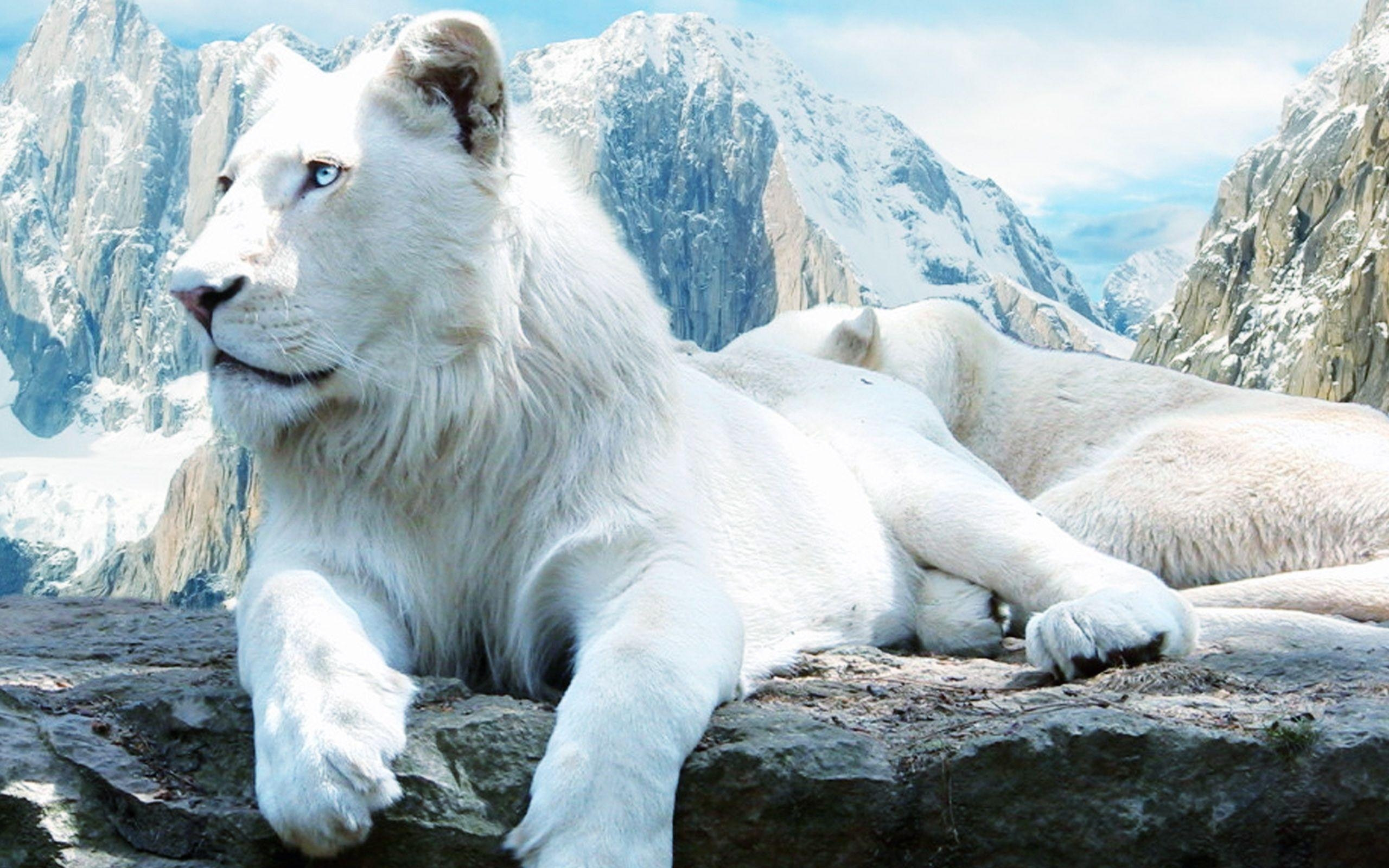 2560x1600 White Lion Wallpaper. Sky HD Wallpaper, Desktop