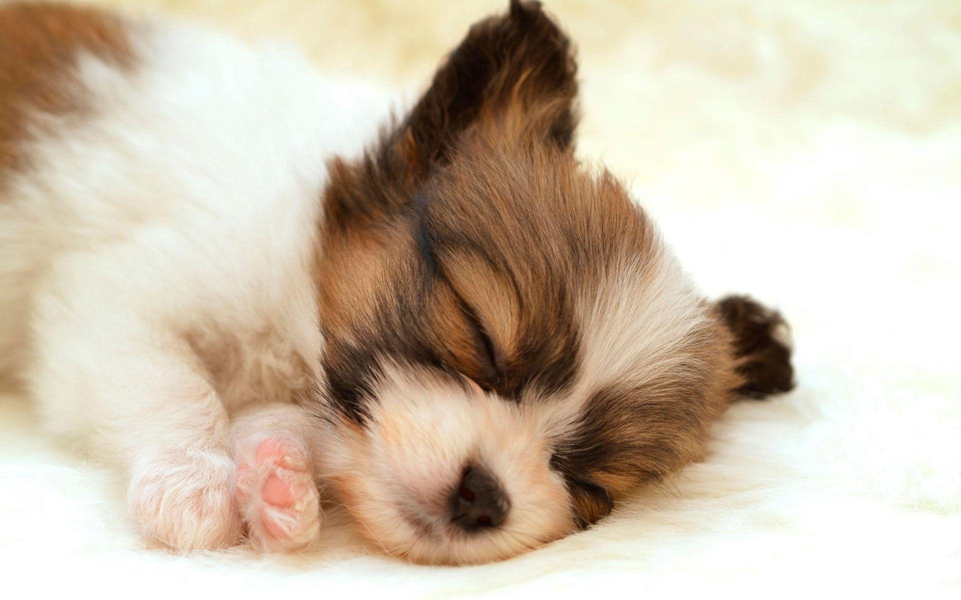 1920x1200 Wallpaper Tagged With PUPPY. PUPPY HD Wallpaper, Desktop