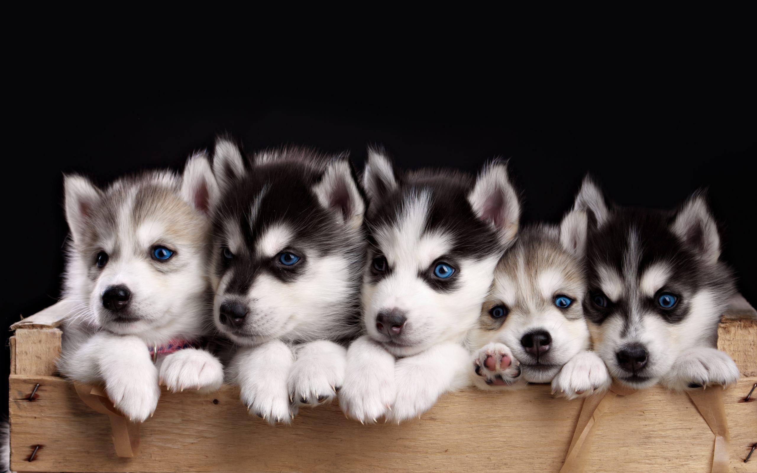 2560x1600 Free Husky Puppy Wallpaper Phone, Desktop