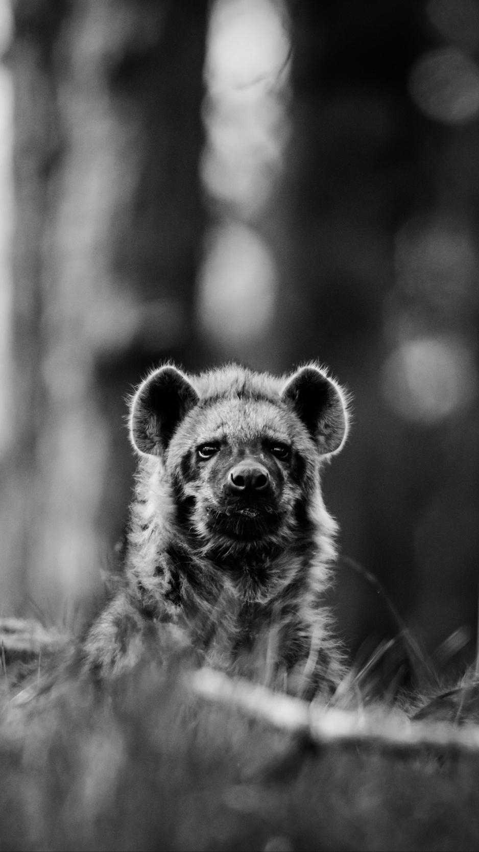 940x1670 Download wallpaper  african wild dog, bw, wildlife, Phone