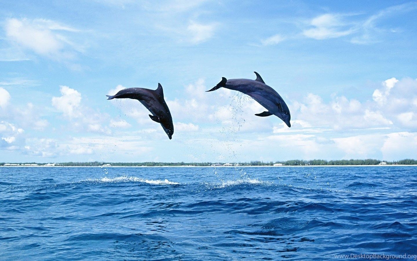 1440x900 Picture Of Baby Dolphins HD Wallpaper Pretty Desktop Background, Desktop