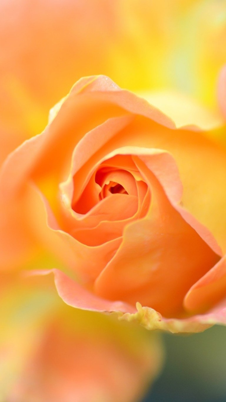 770x1370 Lovely Orange Rose iPhone 13 4K Wallpaper Download, Phone