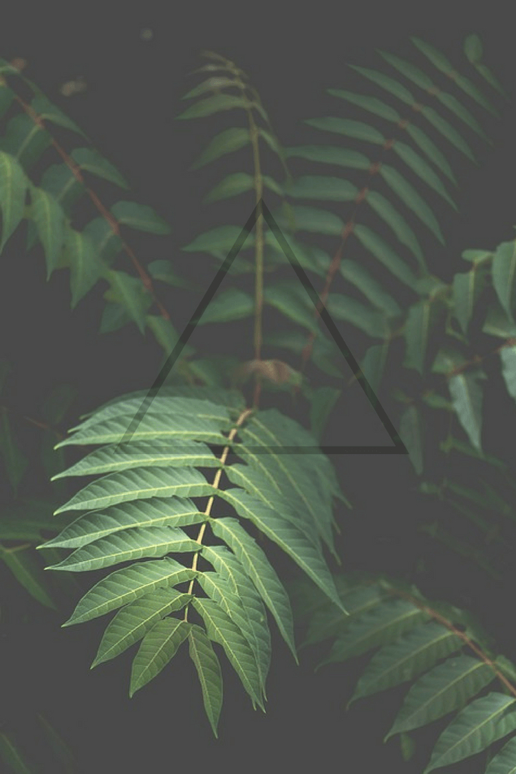 750x1130 green #plants #nature #triangle #filter #wallpaper #phone, Phone