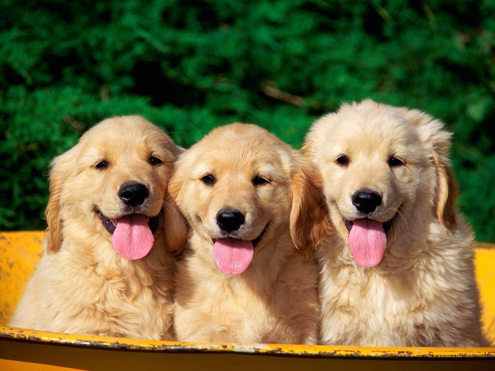 1600x1200 Cute Dogs Wallpaper, Desktop