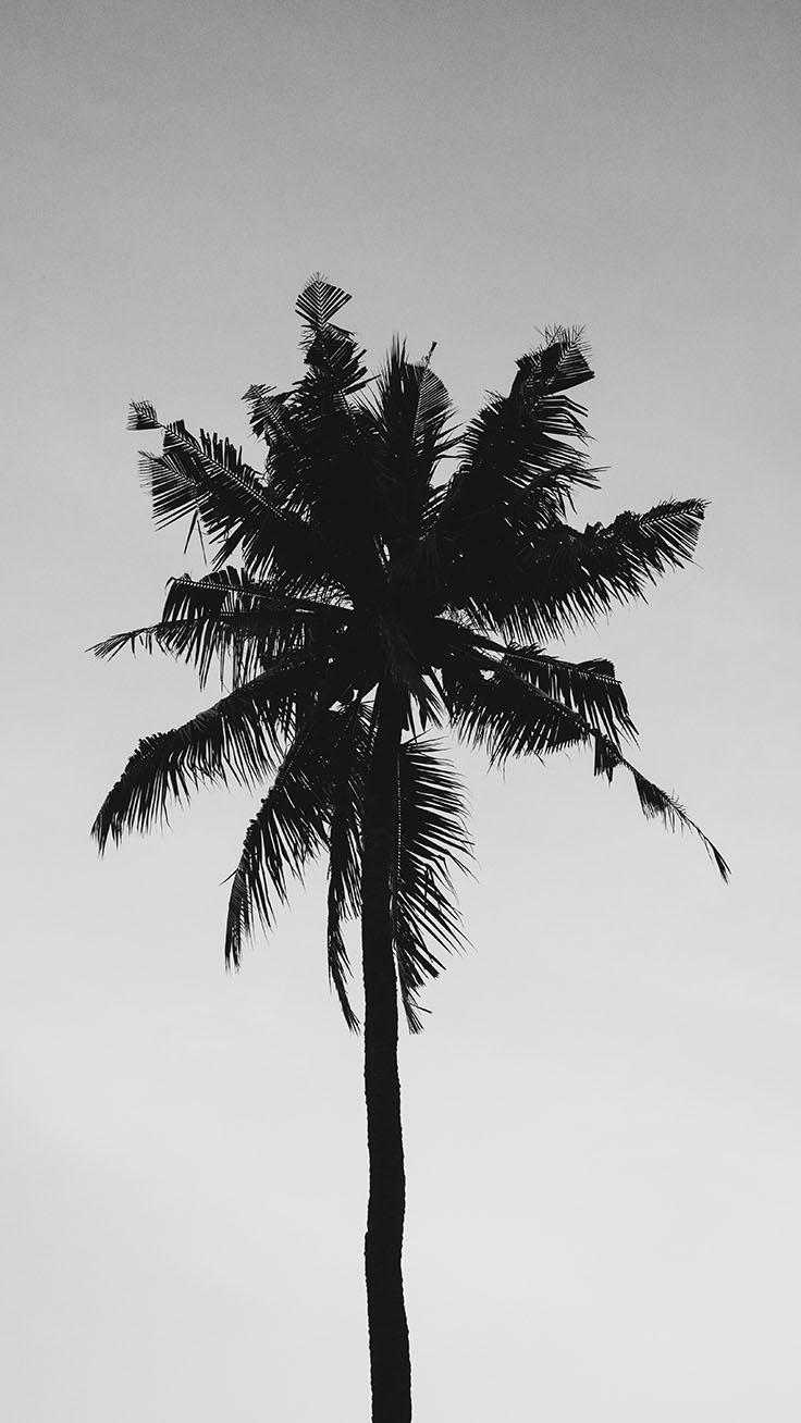 740x1310 Let's go Coconuts! Enjoy 10 Tropical iPhone Wallpaper!, Phone