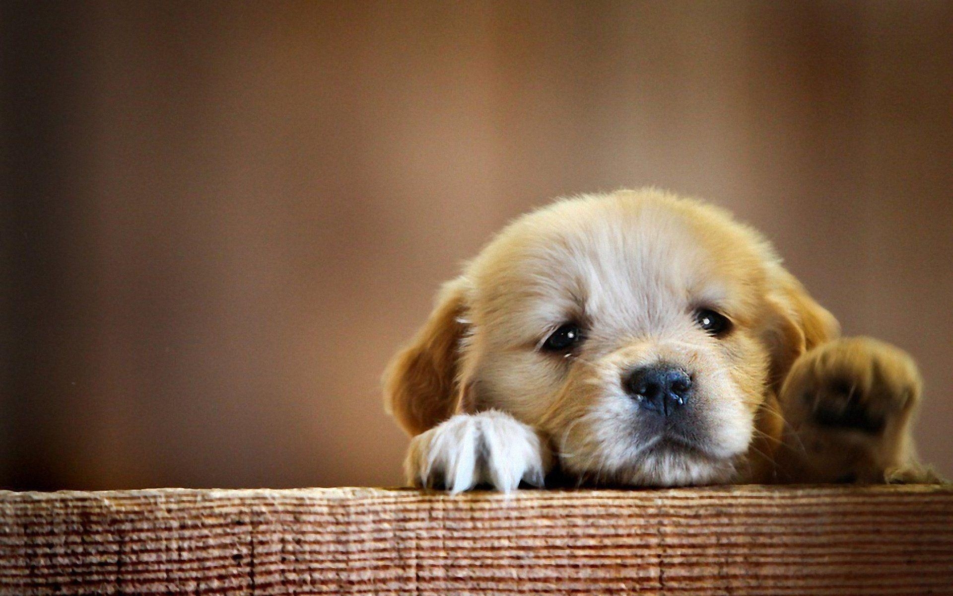 1920x1200 Puppy HD Wallpaper and Background Image, Desktop