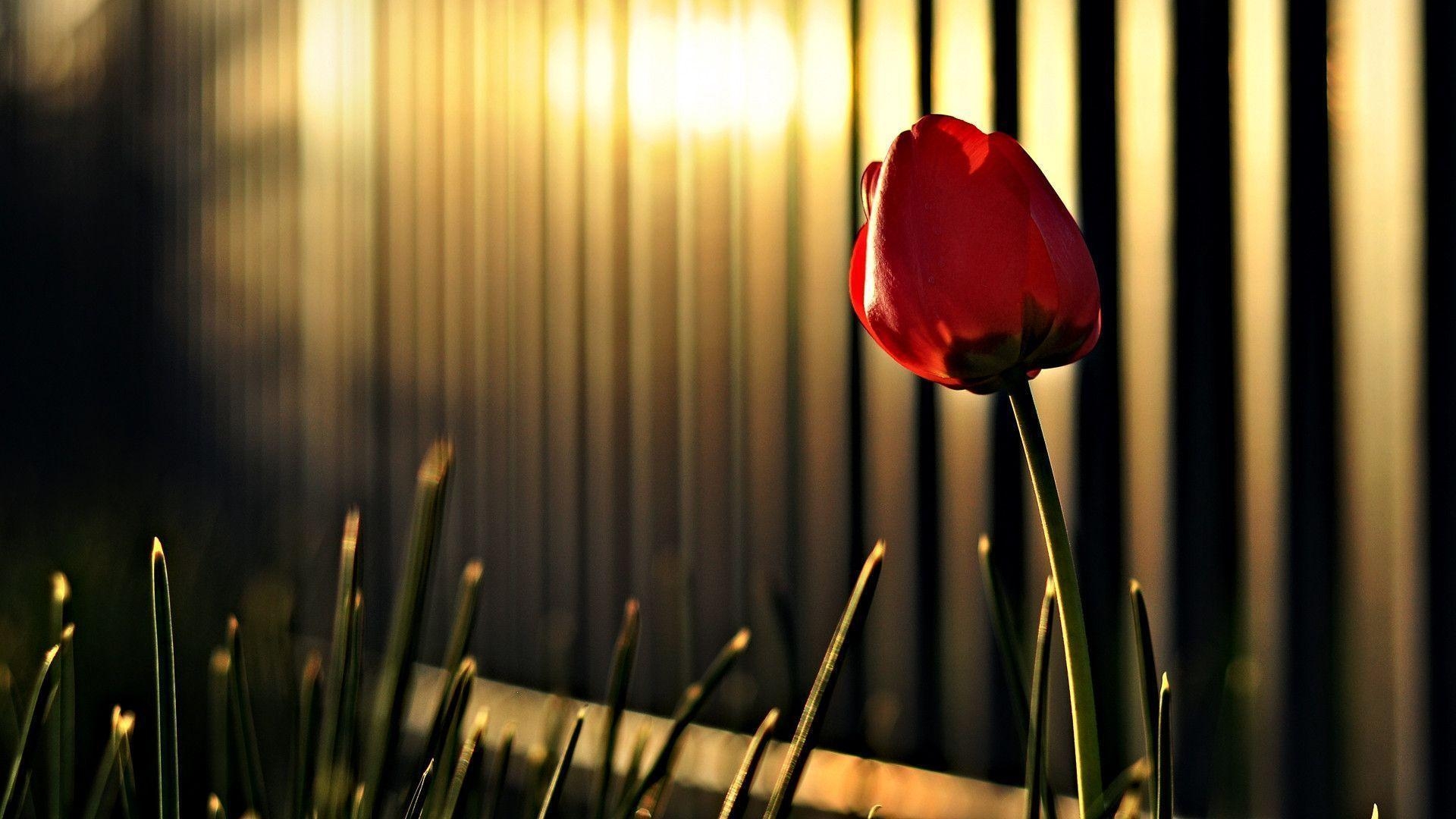 1920x1080 Red Tulip HD wallpaper « Wallpaper HD, Desktop