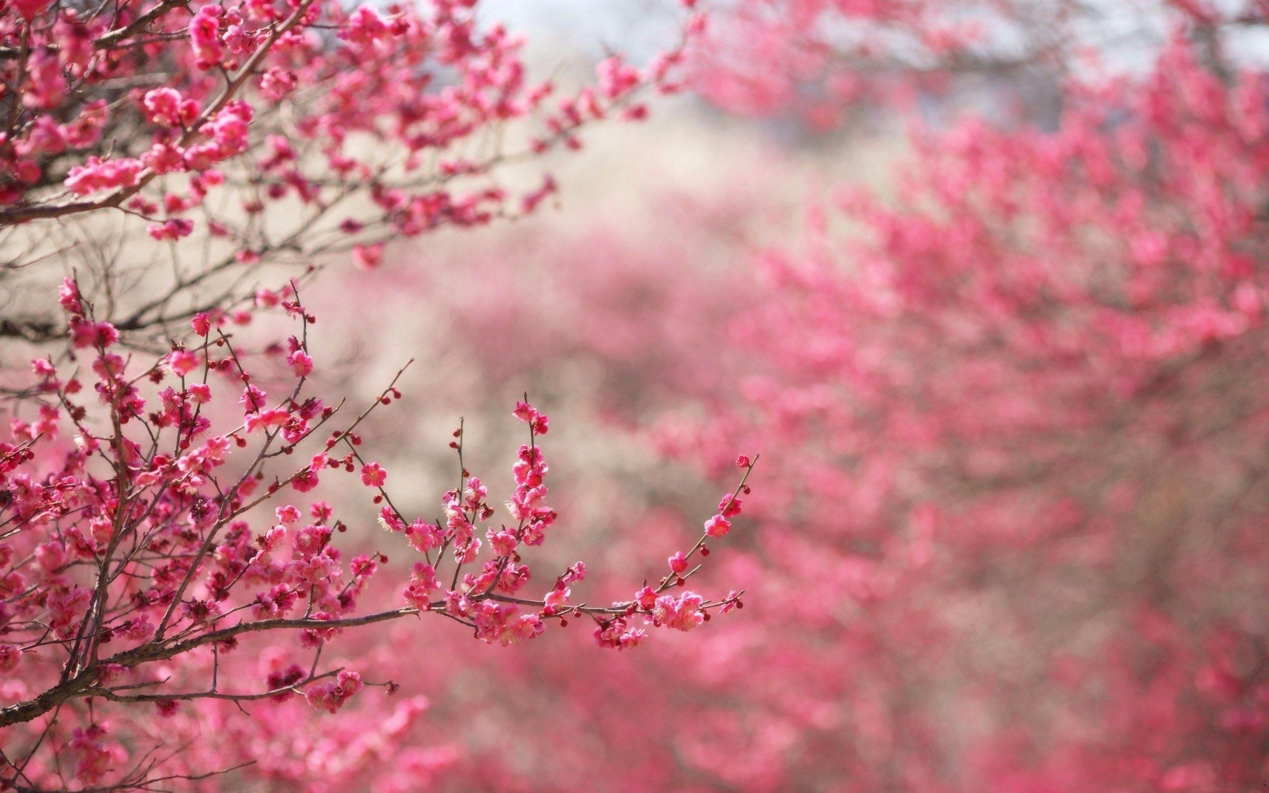 2560x1600 Cherry Blossoms Pink Spring Branches Nature HD Wallpaper, Desktop