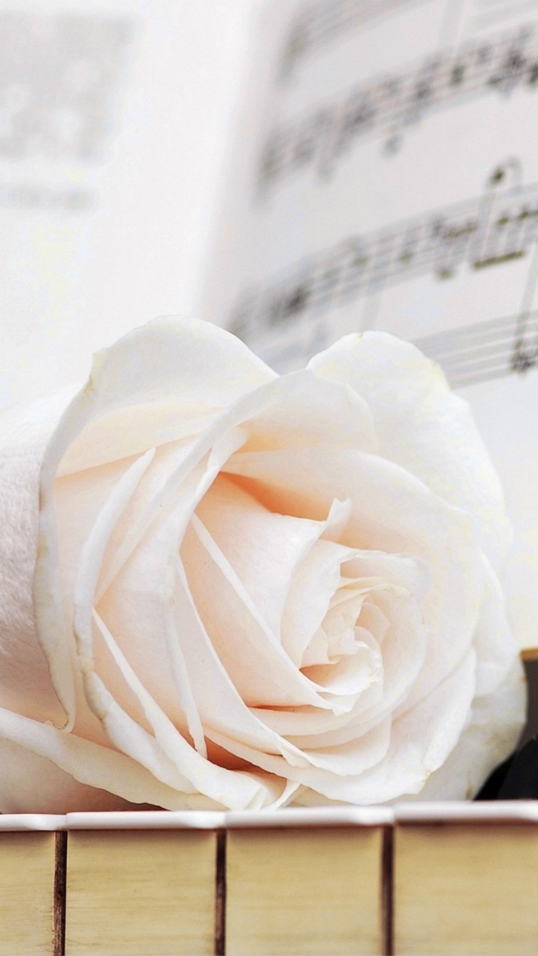 1080x1920 White Rose iPhone Wallpaper Free White Rose iPhone Background, Phone