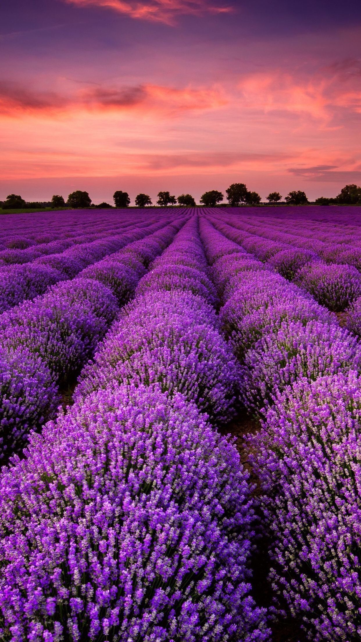 1250x2210 iphone #wallpaper #background. Lavender fields, Provence lavender, Phone