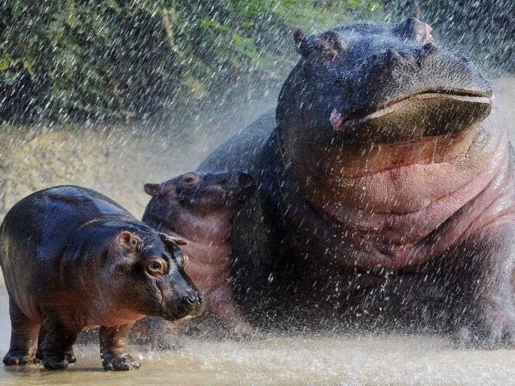 1030x770 My Free Wallpaper Wallpaper, Hippos. BECAUSE, Desktop