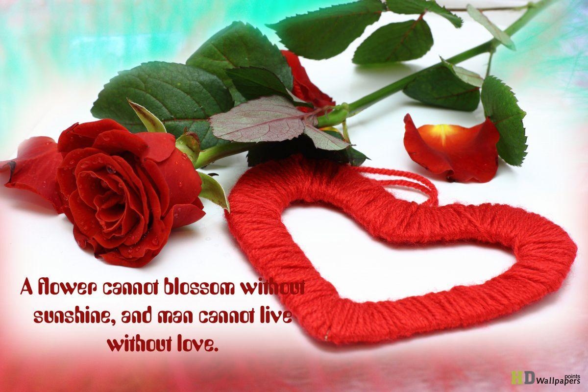 1200x800 Love Rose Image, Desktop