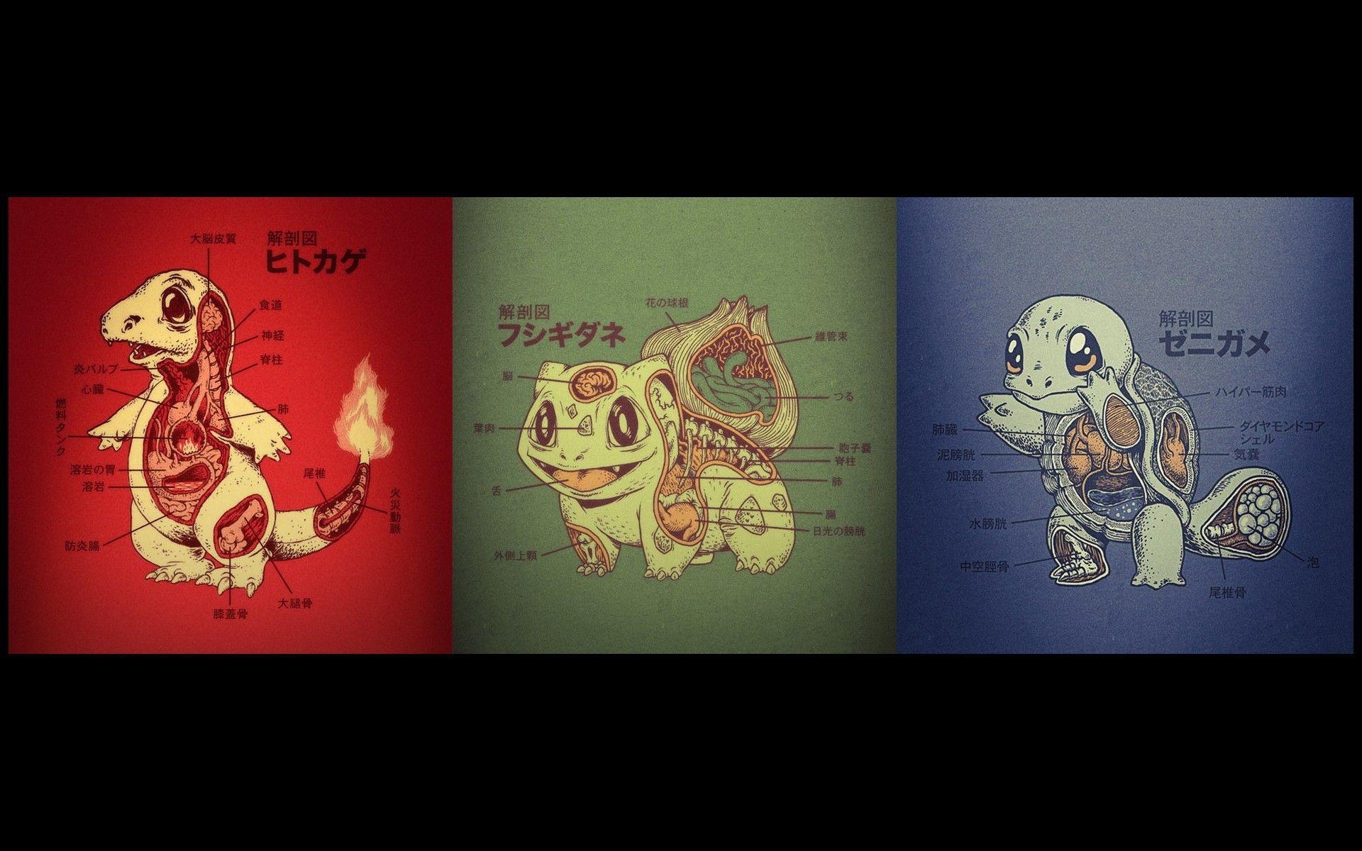 1920x1200 Squirtle, Bulbasaur, Charmander, anatomy wallpaper and image, Desktop