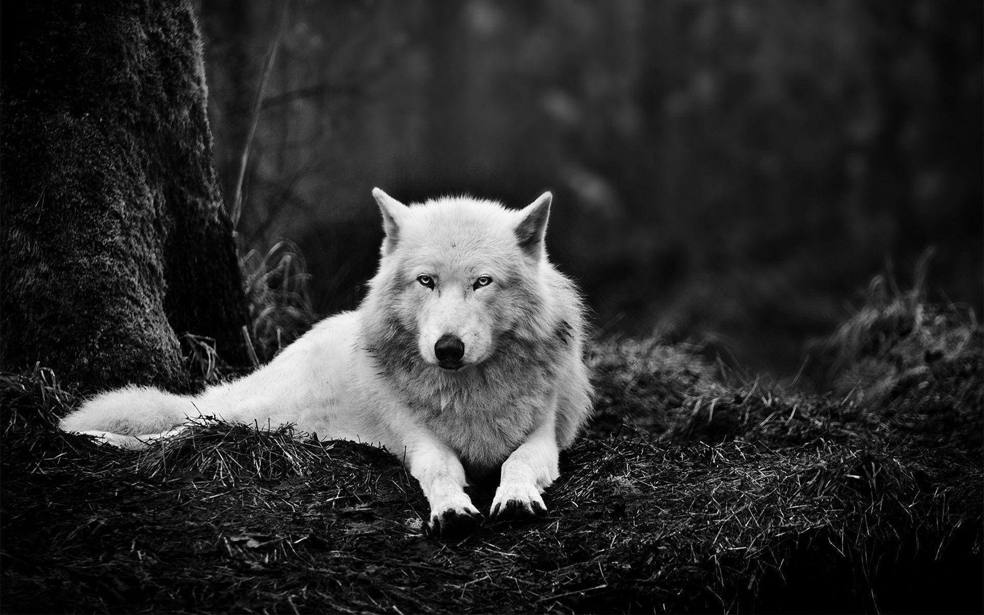 1920x1200 White Wolf Wallpaper Full HD, Desktop