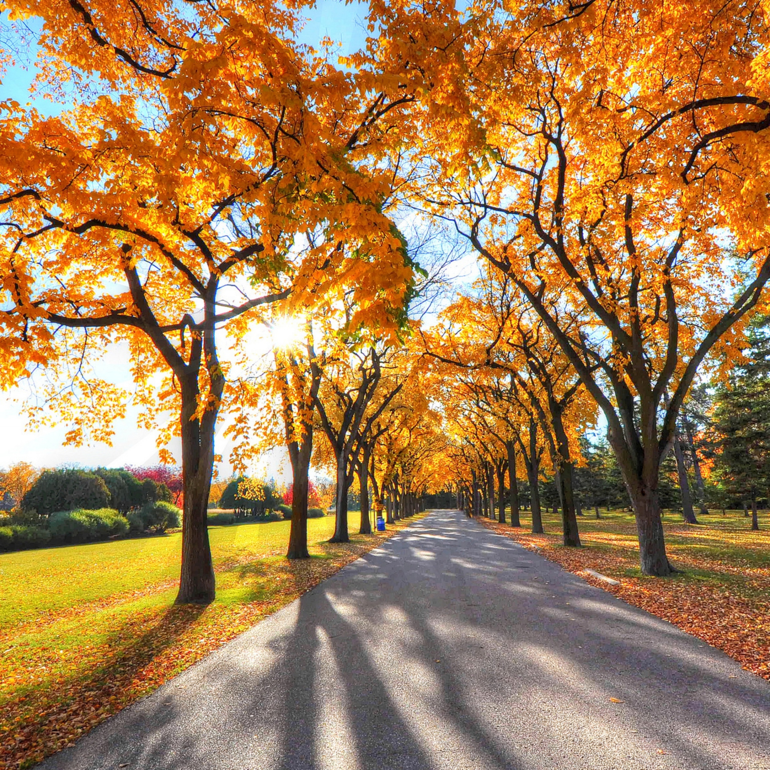 2940x2940 Autumn Alley Park iPad Pro Retina Display HD 4k Wallpaper, Image, Background, Photo and Picture, Phone