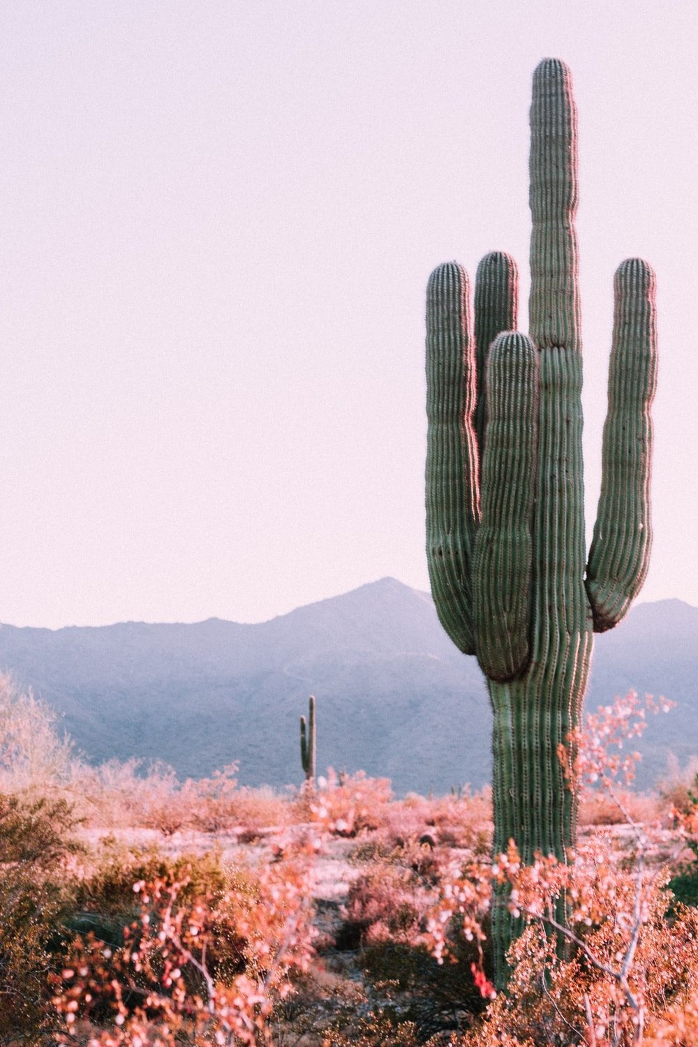 1000x1500 Cactus Wallpaper: Free HD Download [HQ], Phone