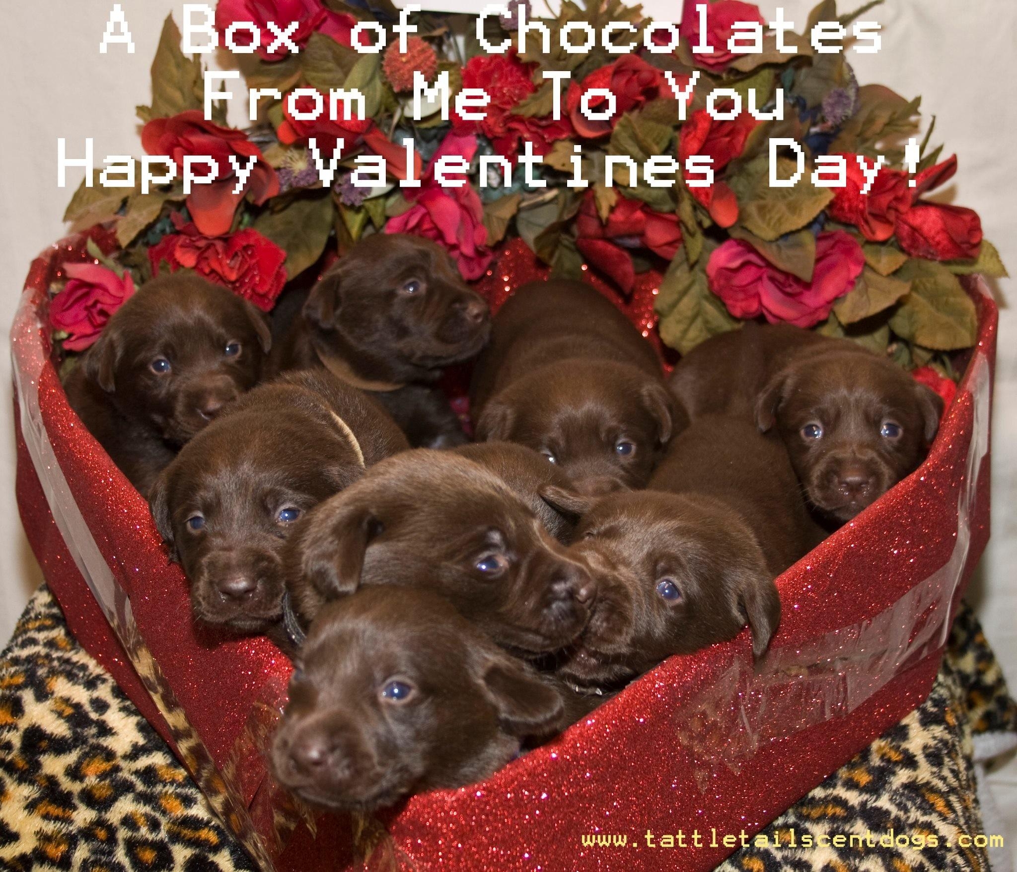 2050x1760 Puppy Valentine Wallpaper, Desktop