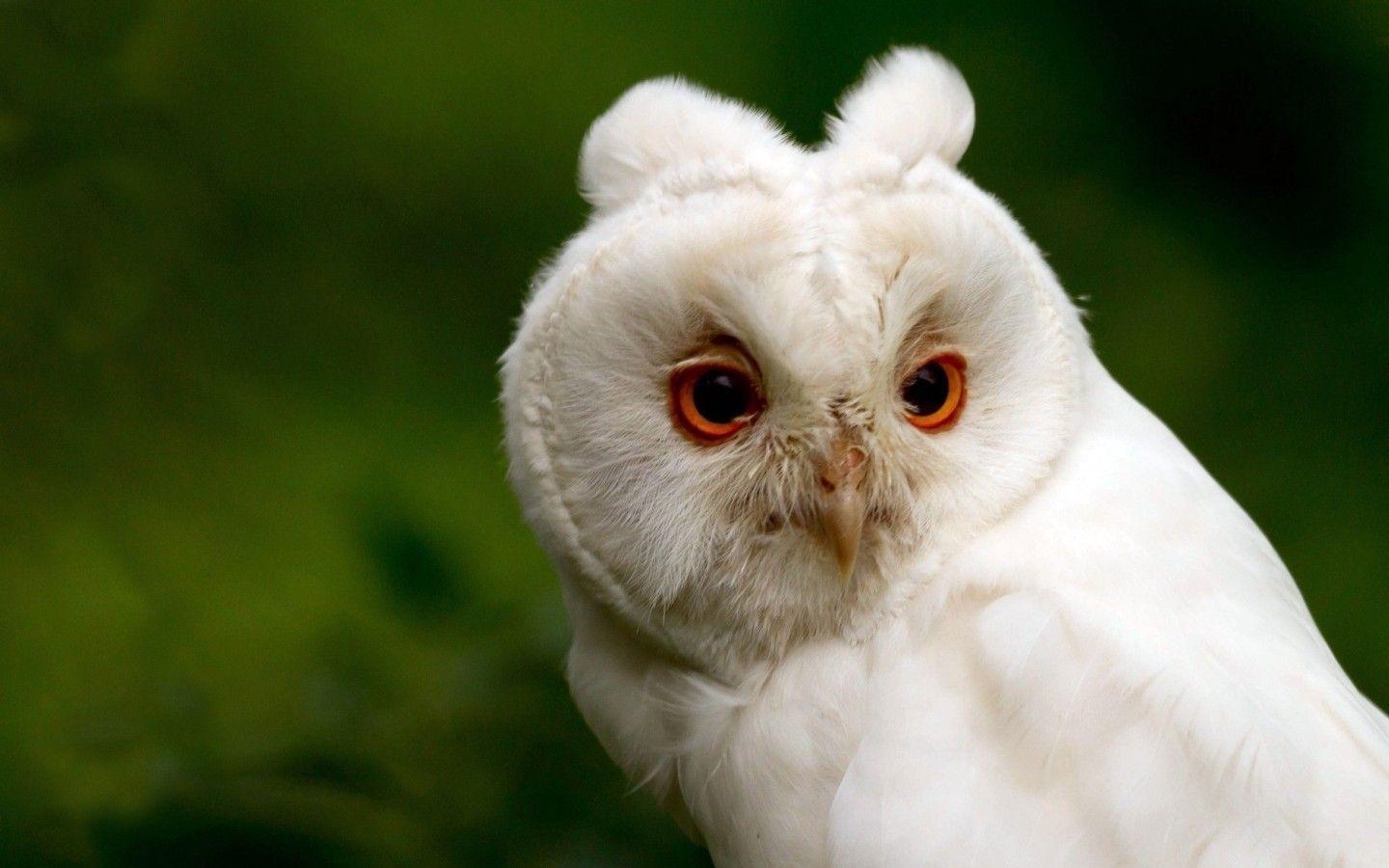 1440x900 Pix For > Cute White Owl Wallpaper, Desktop