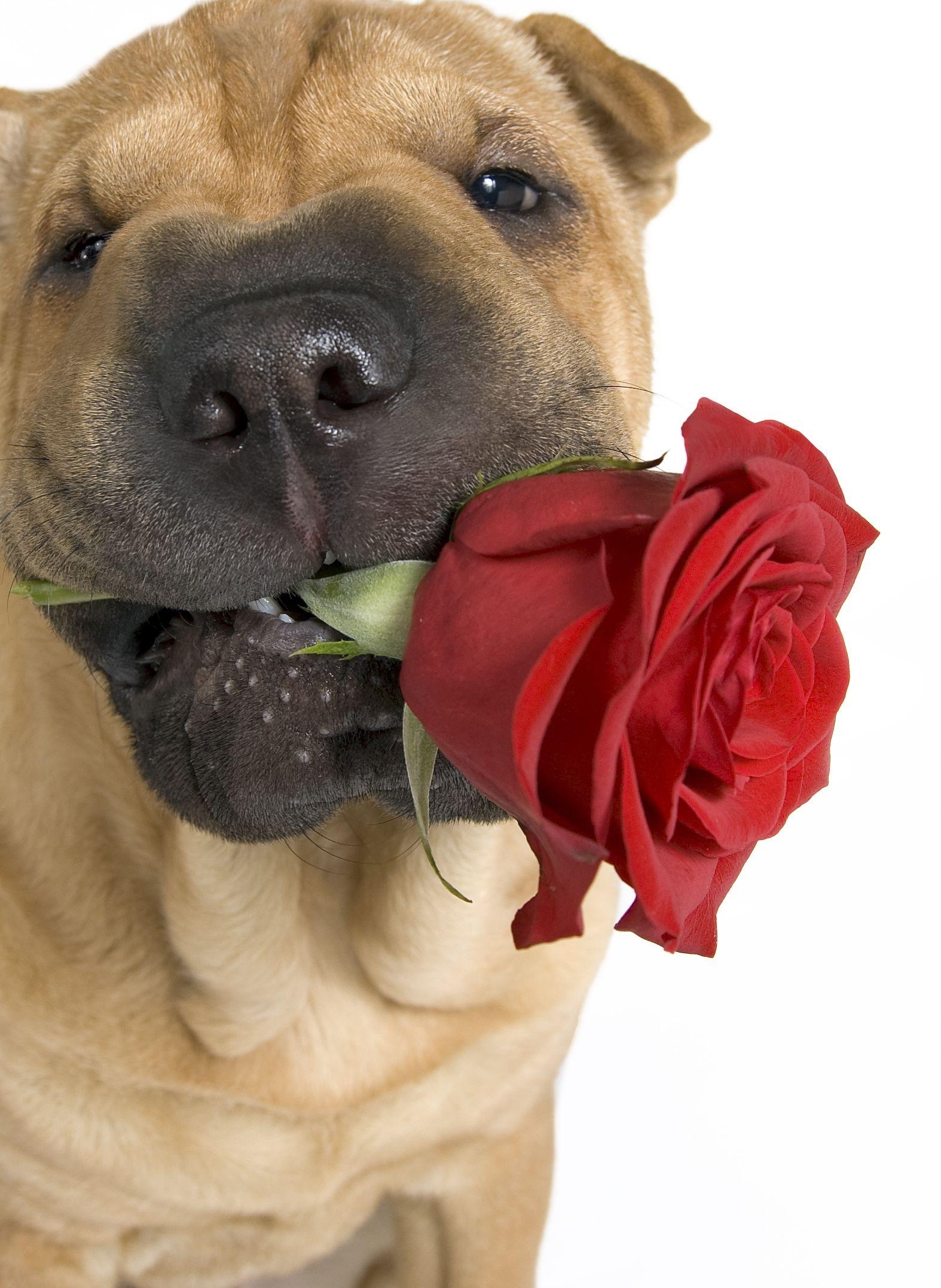 1580x2160 St. Valentine's Day dogs wallpaper. Download cute dog, Phone