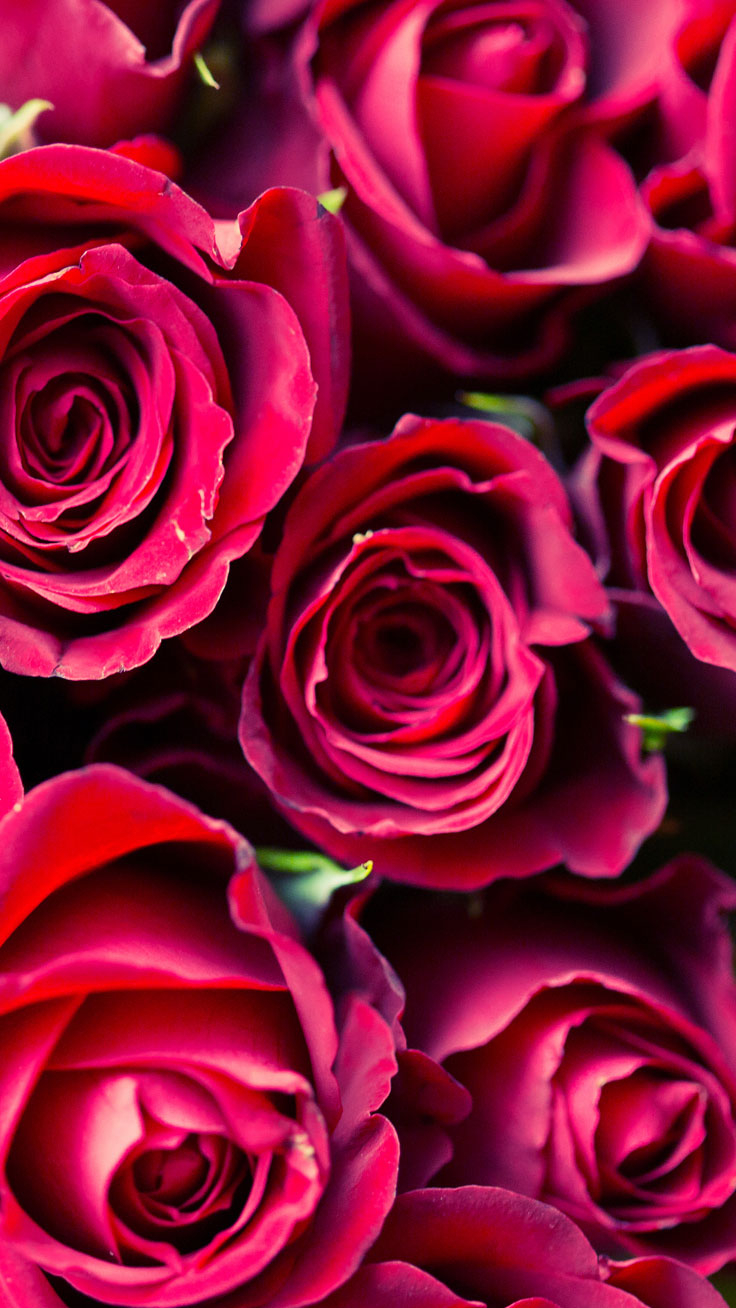 740x1310 Super Cute Valentine's Day iPhone Wallpaper, Phone