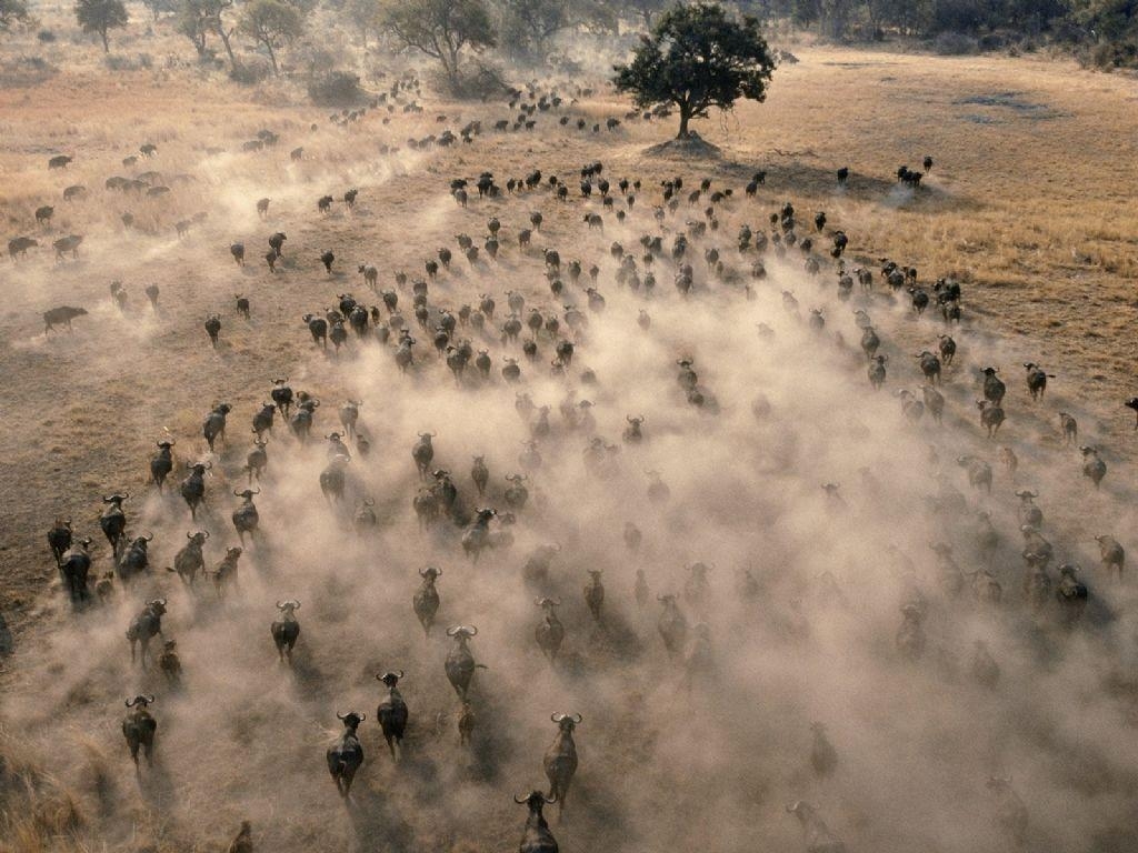 1030x770 Animals: Aerial View Of A Herd Of African Buffalo, Botswana, Desktop